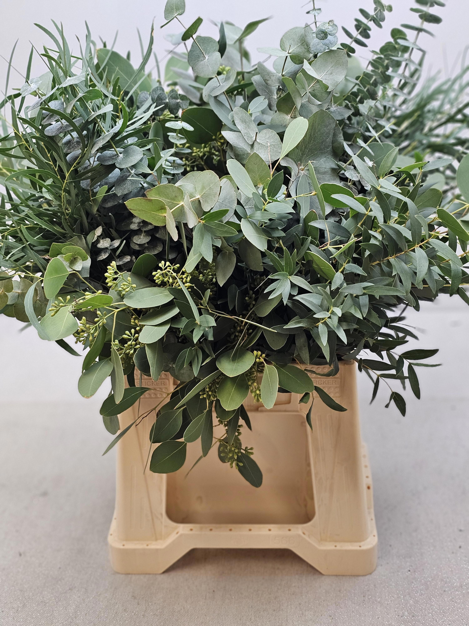 Эвкалипт Микс за пучок 50, пуч.