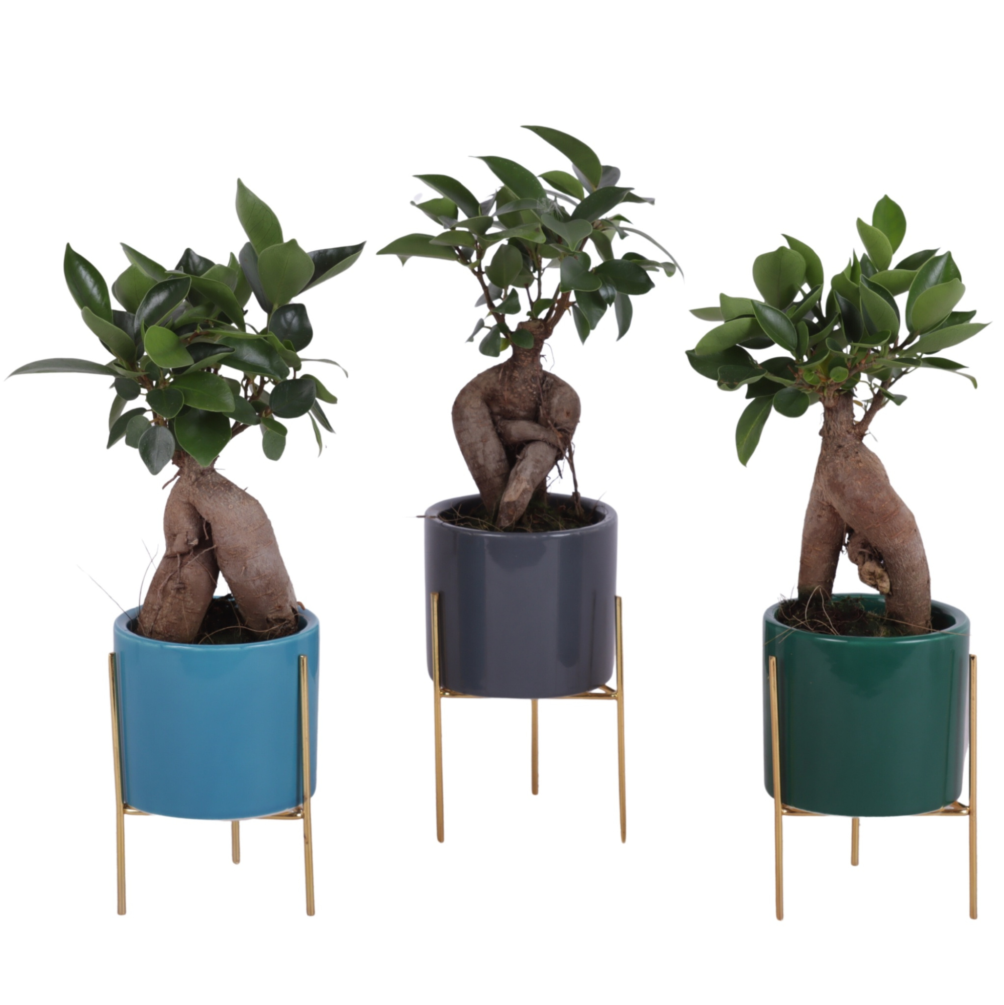 Ficus m. Ginseng Ongeënt Ø06cm in Ceramic Pot On Gold Frame Ø8cm, D 8 cm