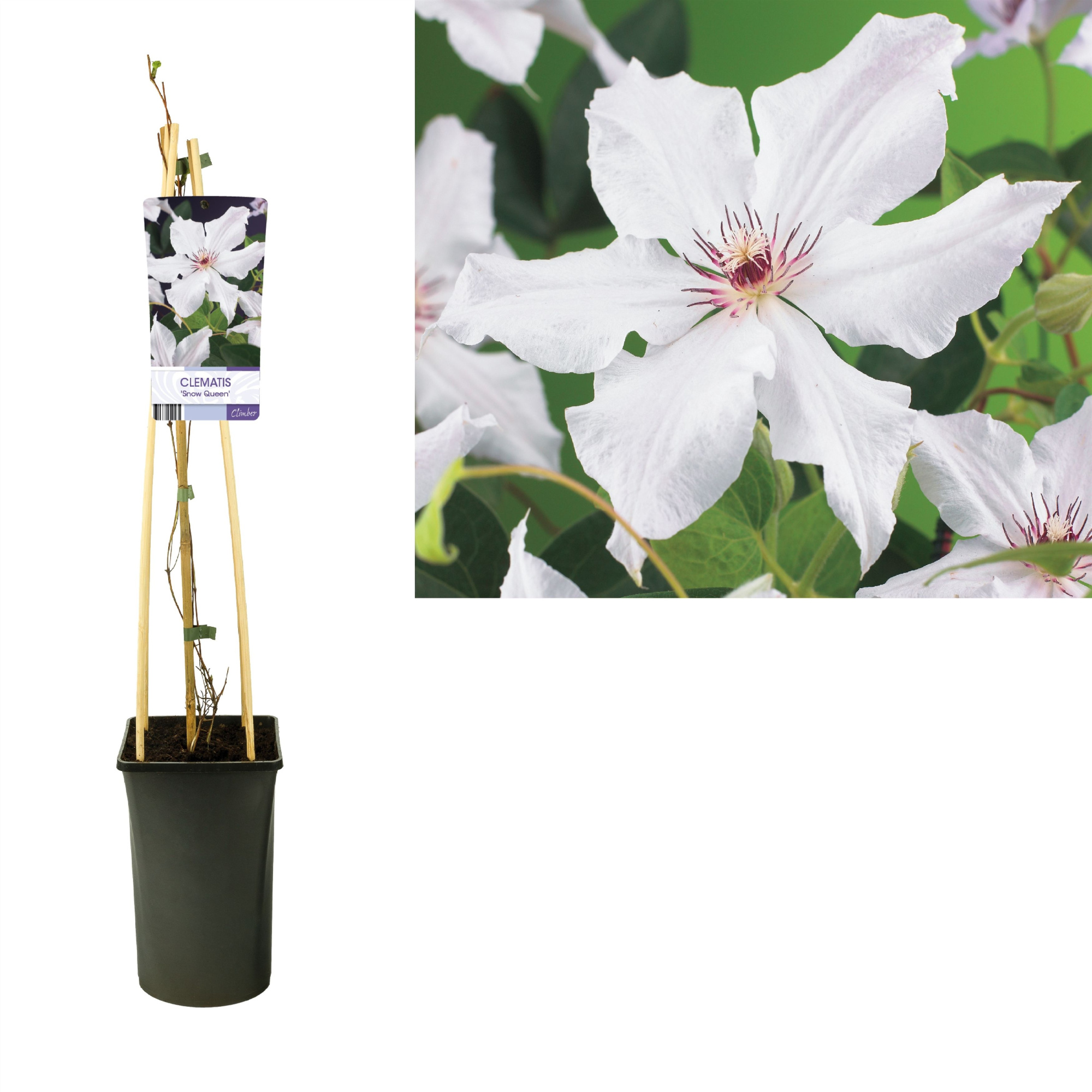 Clematis 'Snow Queen' +light label, D 17