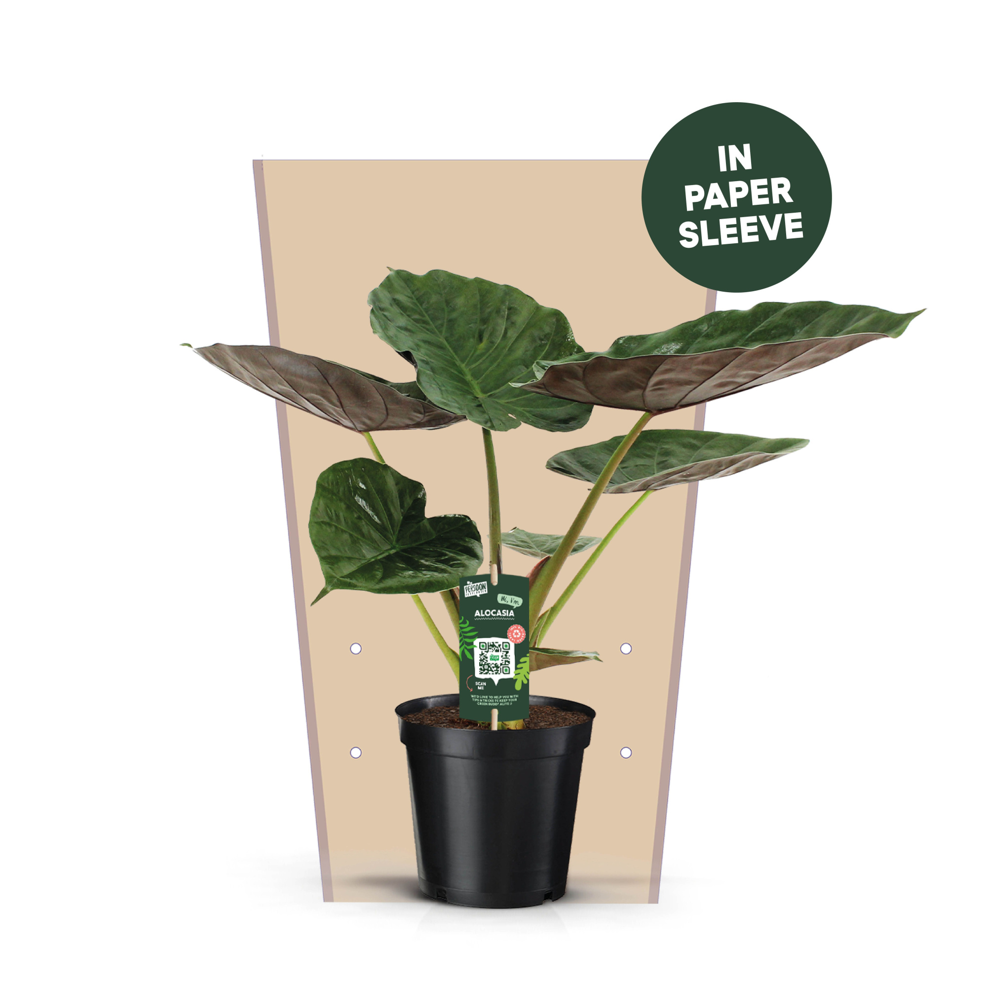 Alocasia Wentii Papieren Hoes, D 19