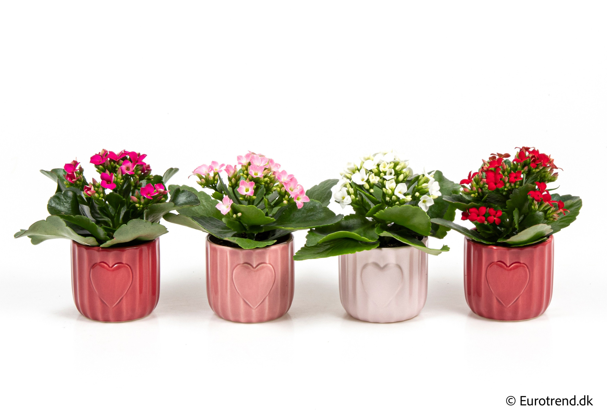 Kalanchoe in Valentine ceramic 2026, D 6