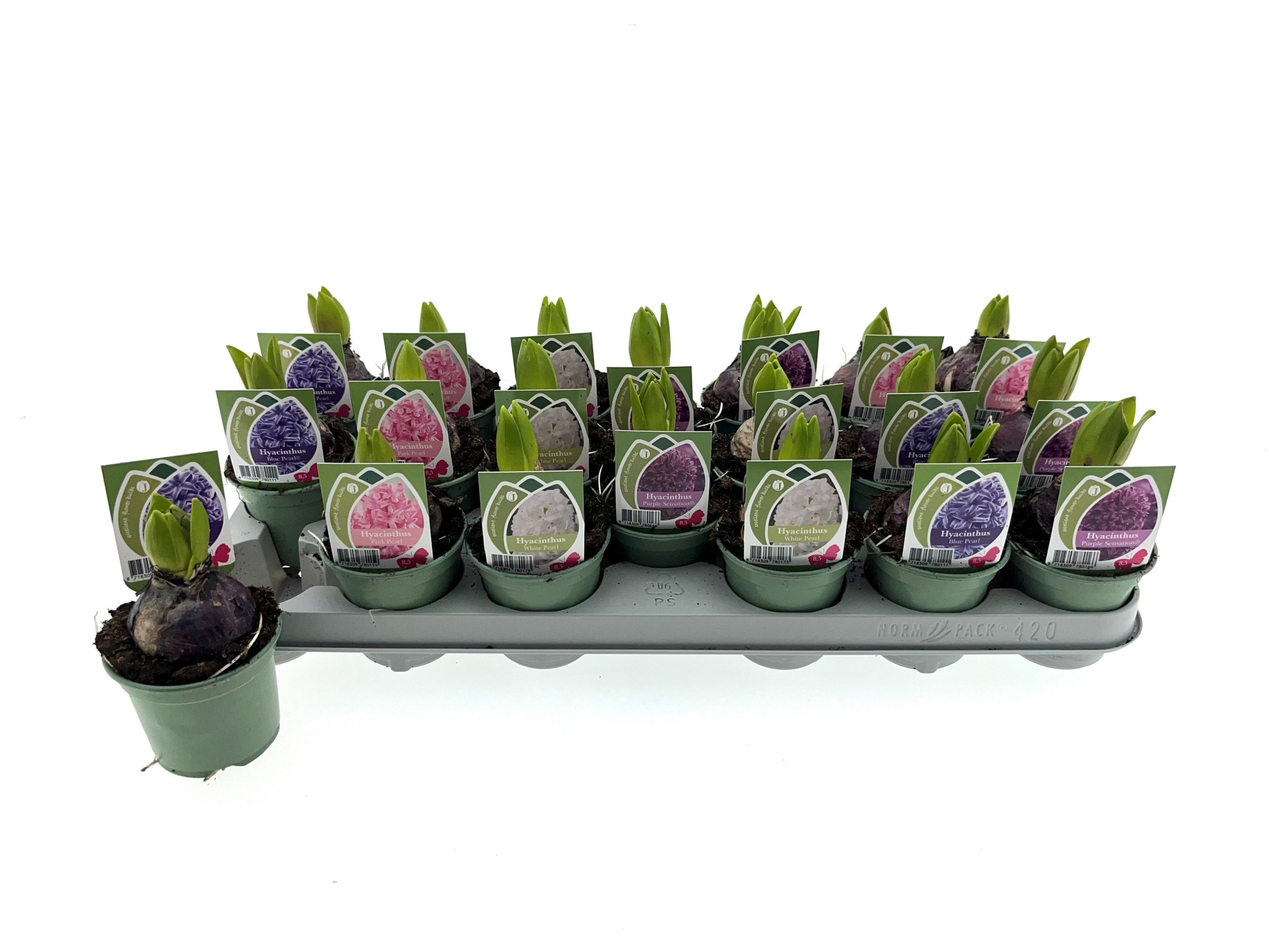 Hyacint gemengd 9 cm, D 9