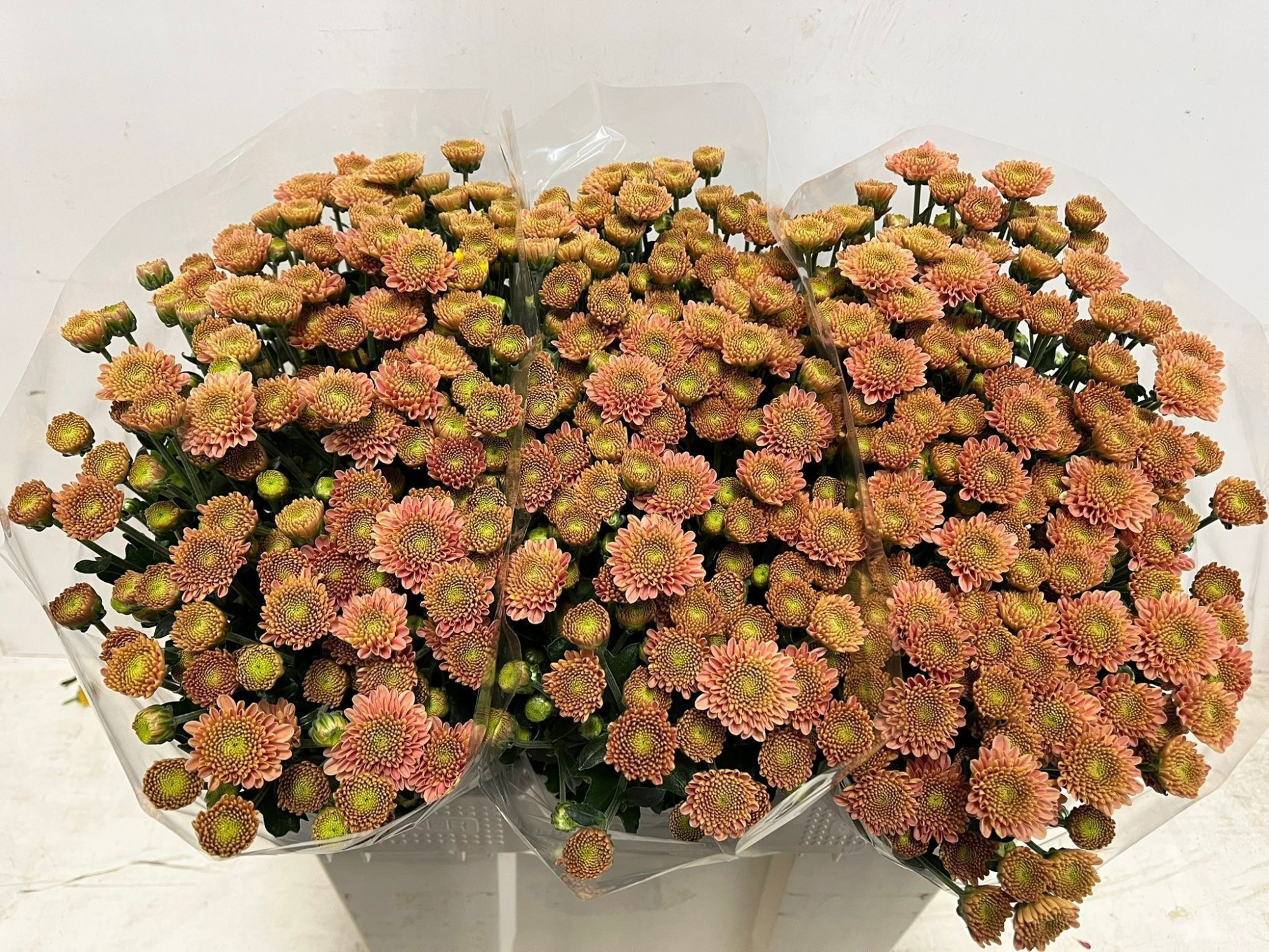 Сантини Эллисон Салмон, шт.