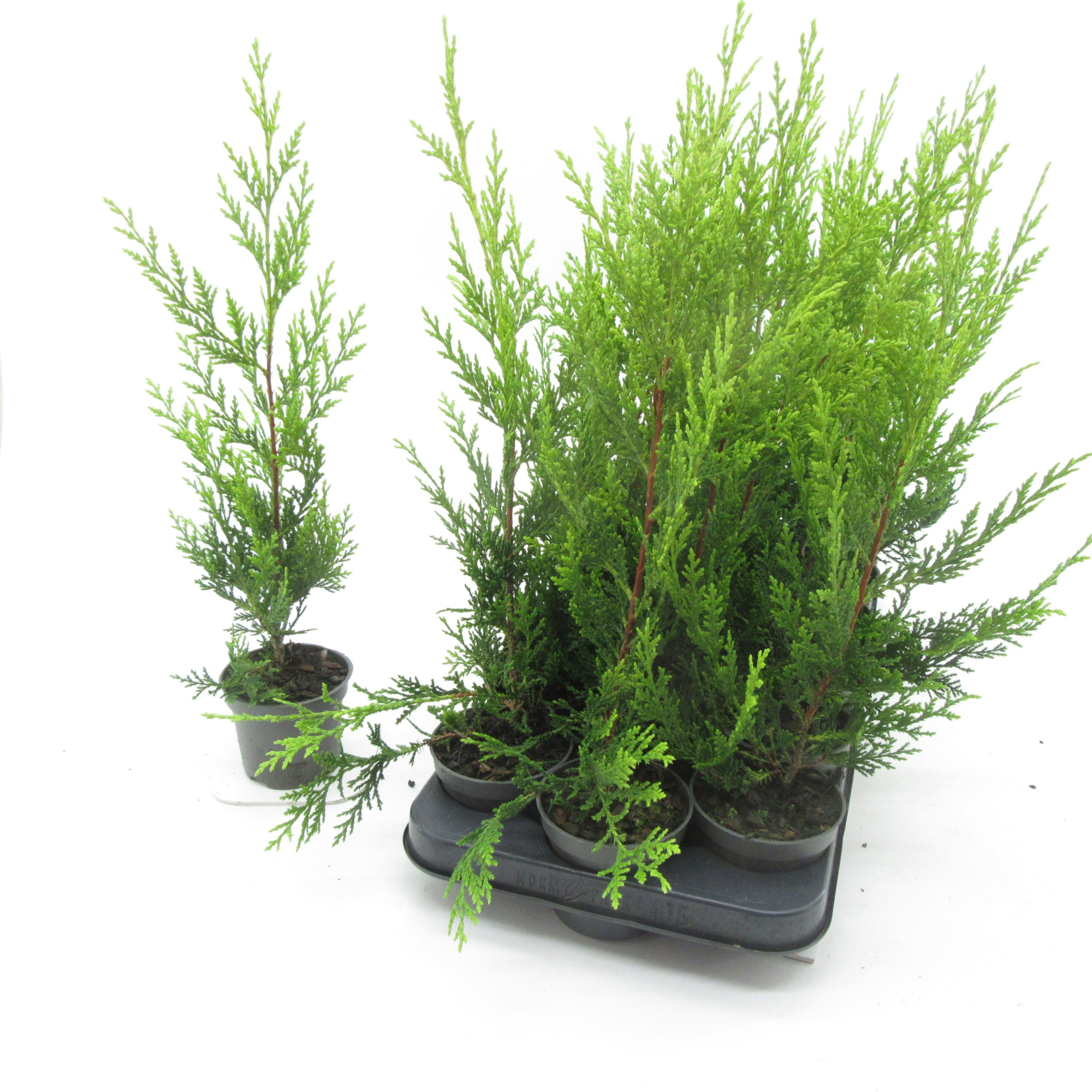 Cupressocyparis Castlewellan, D 9