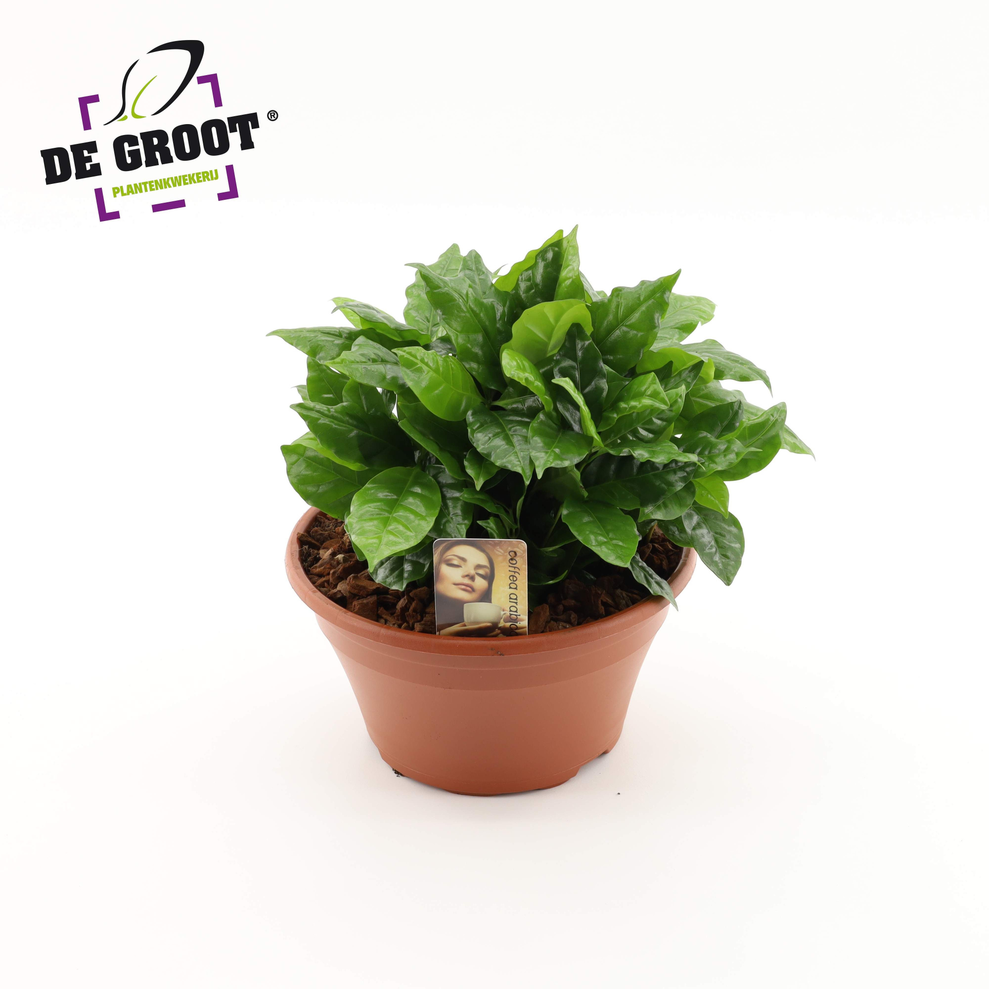 Coffea Arabica in kunststofschaal, D 23 cm