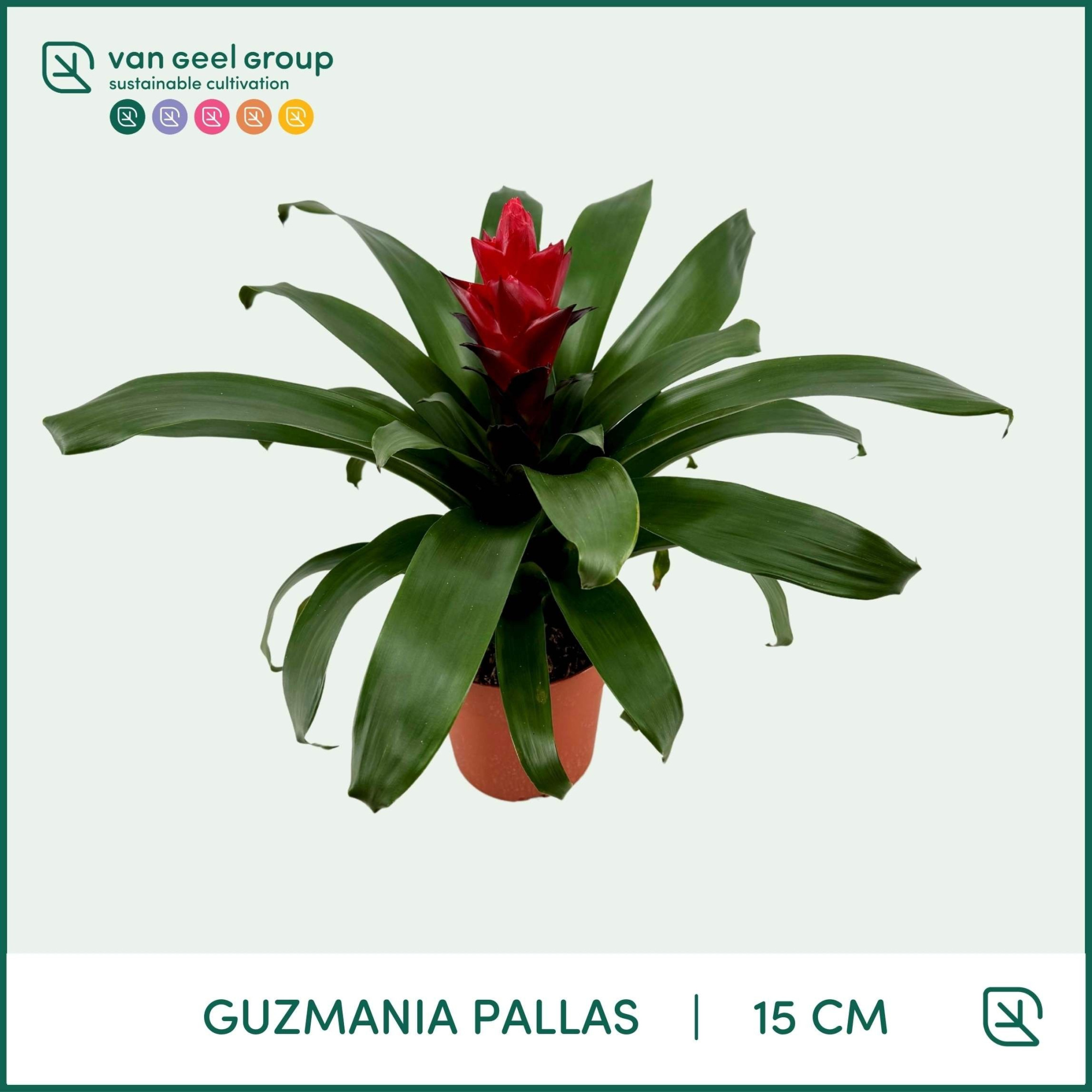 Guzmania Pallas, D 15
