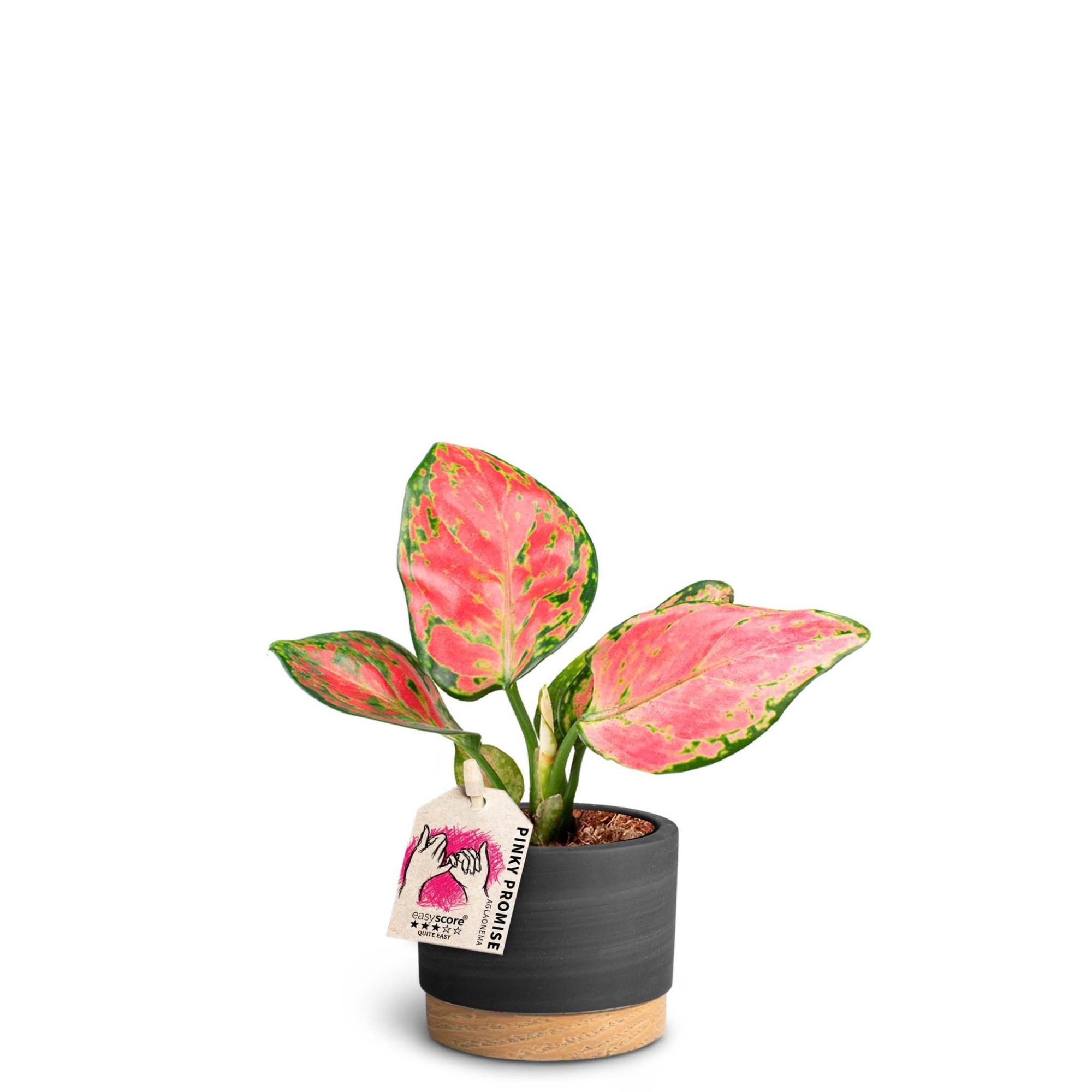 Woodbase Liquorice, Aglaonema ´Pinky Promise`, D 7 cm
