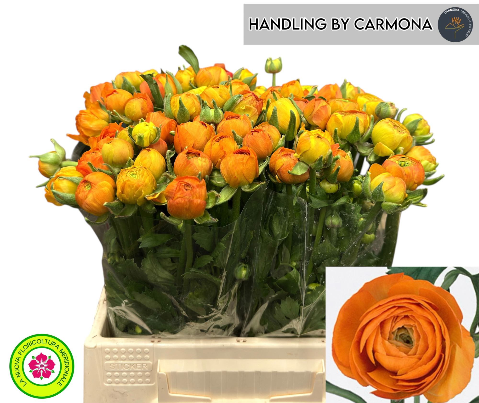 Ранункулус Элеганс Оранж 40 (оранж.), шт.