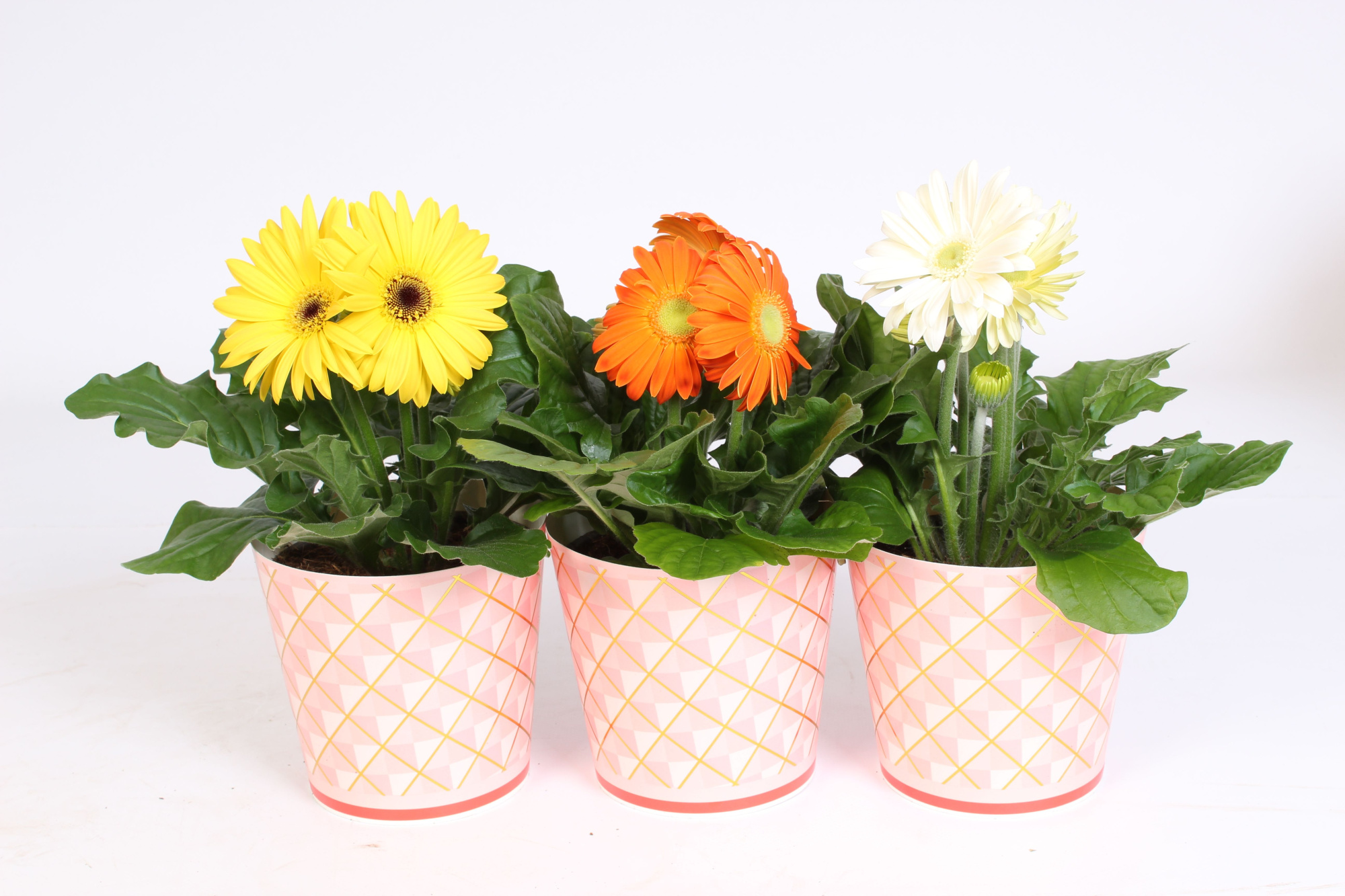 Gerbera gemengd 2+bl 12cm in roze beker met gouden ruitjes, D 12 cm