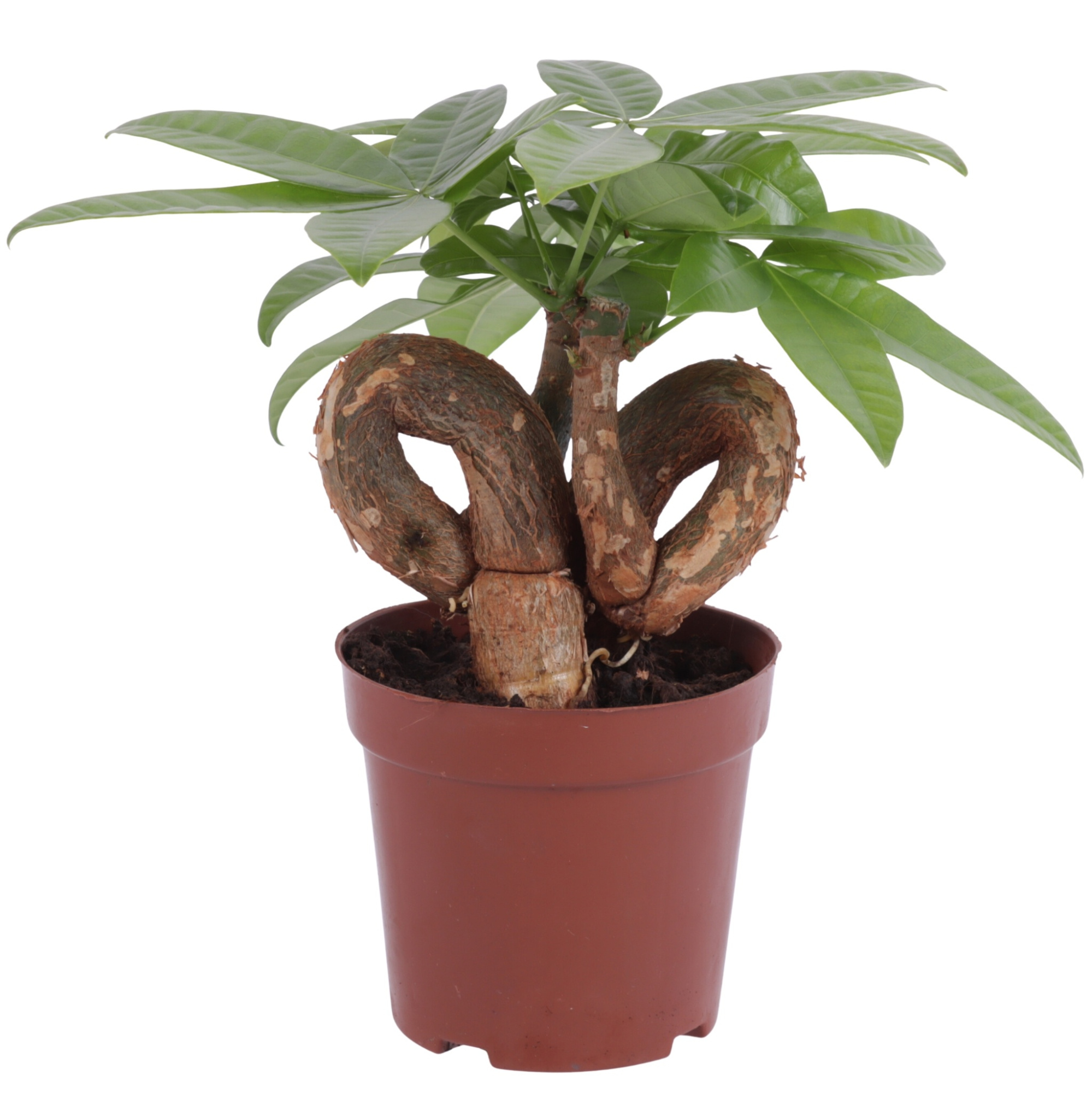 Pachira Aquatica Pigtail pot Ø12cm, D 12 cm