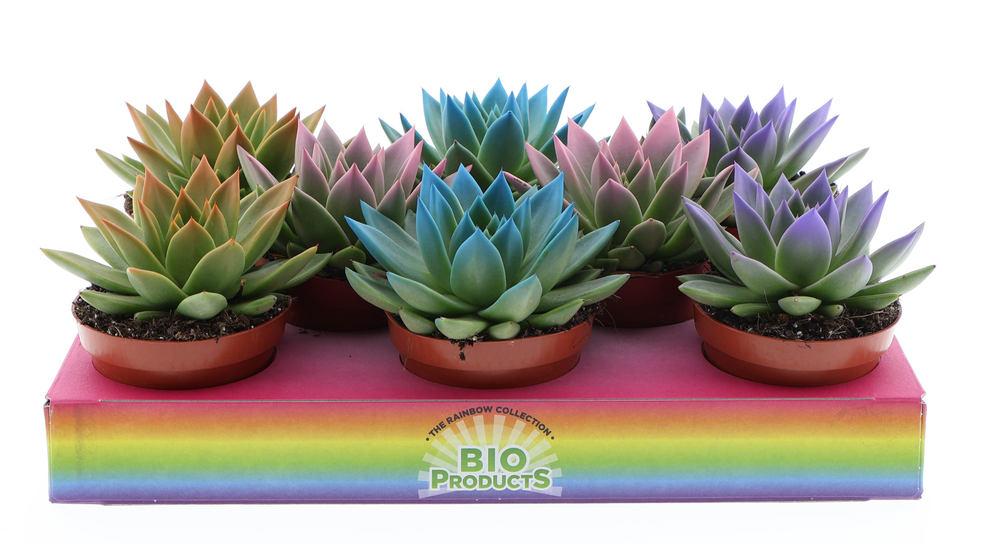 Rainbow tips mix, D 10,5