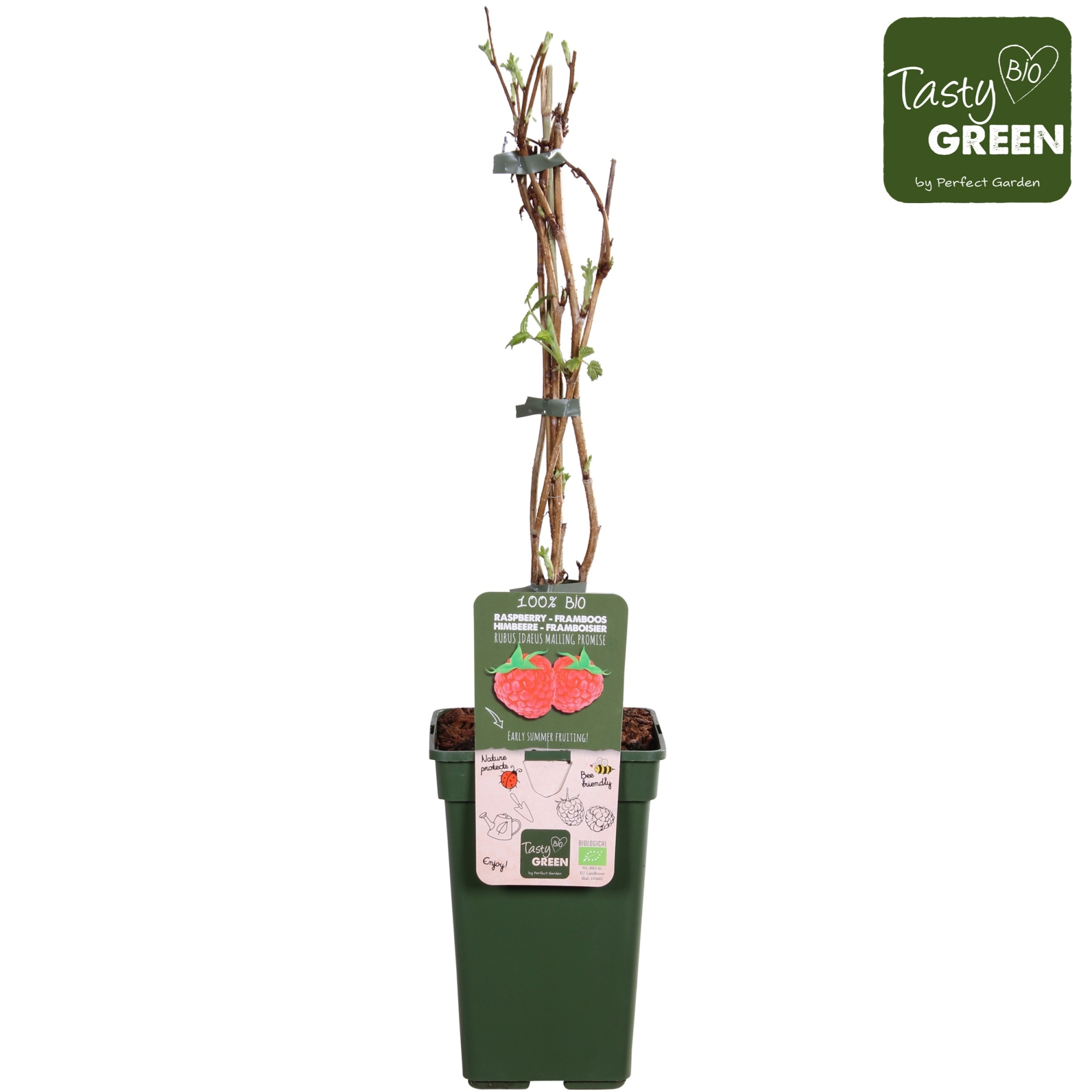 Rubus idaeus Malling Promise Bio P19, D 19