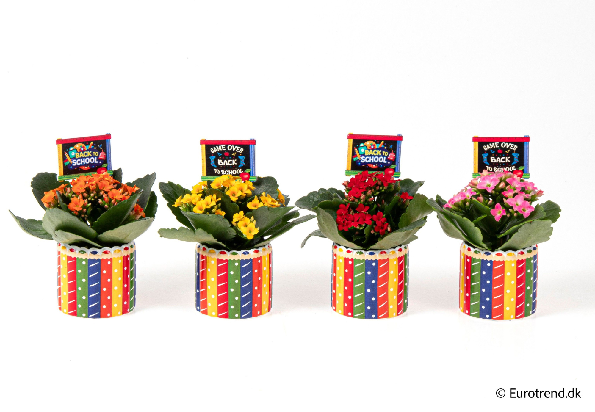 Kalanchoe in pencil ceramic - Spring, Summer & Autumn 2025, D 6 cm