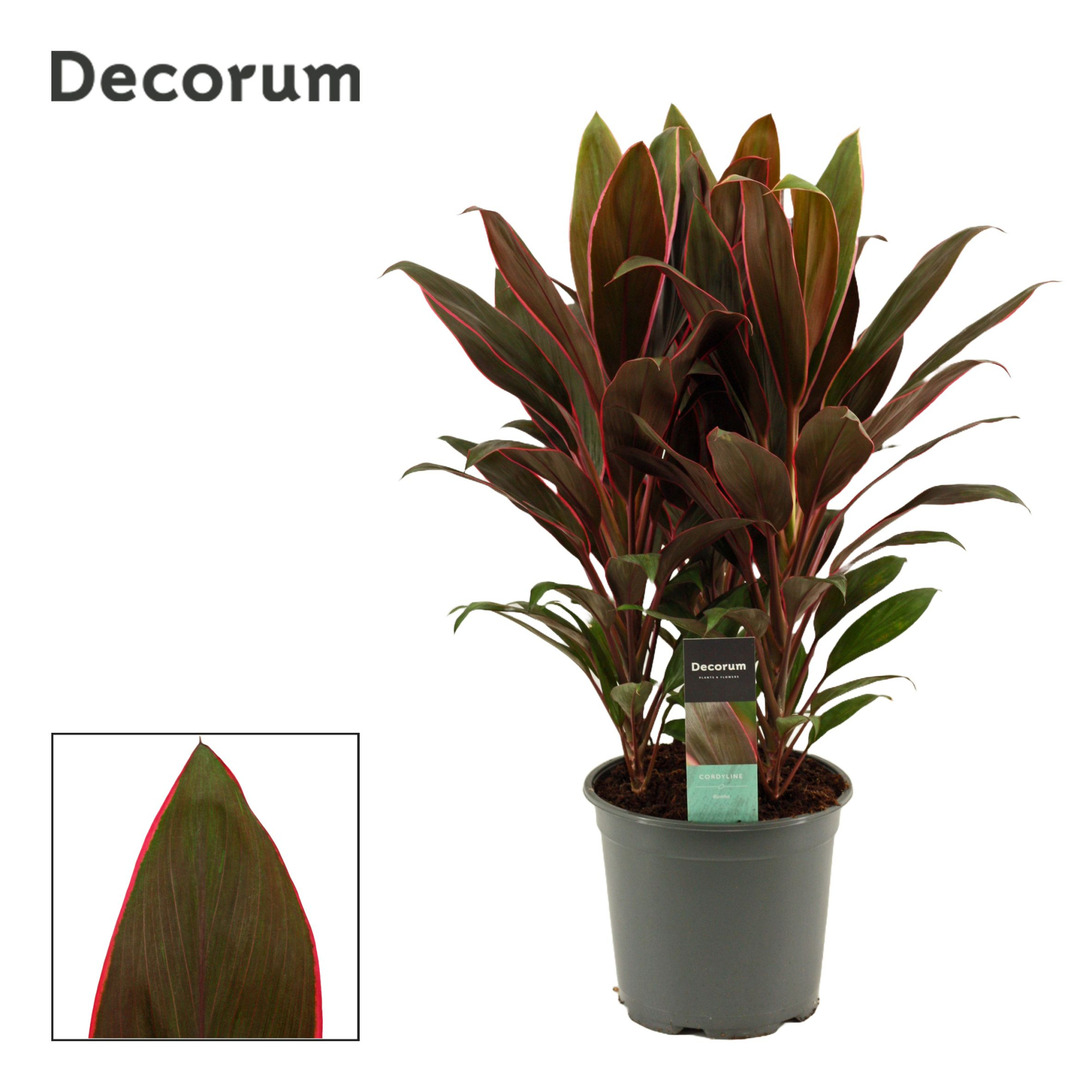 Cordyline Rumba Toef 19 cm (Decorum), D 19 cm