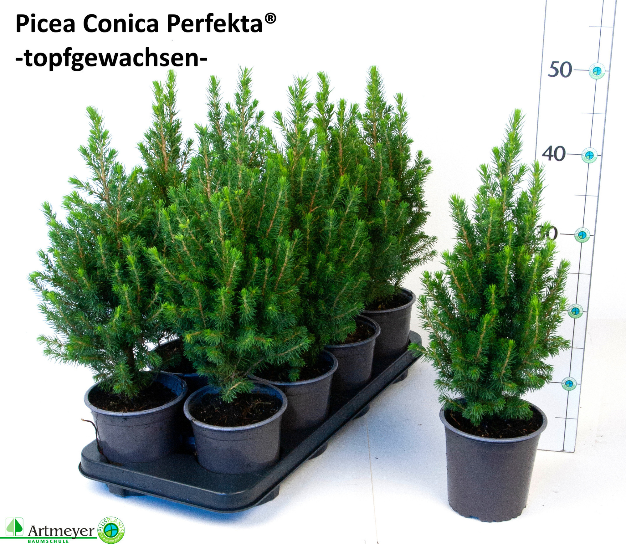 Picea glauca 'Conica Perfecta' ® T13, D 13 cm