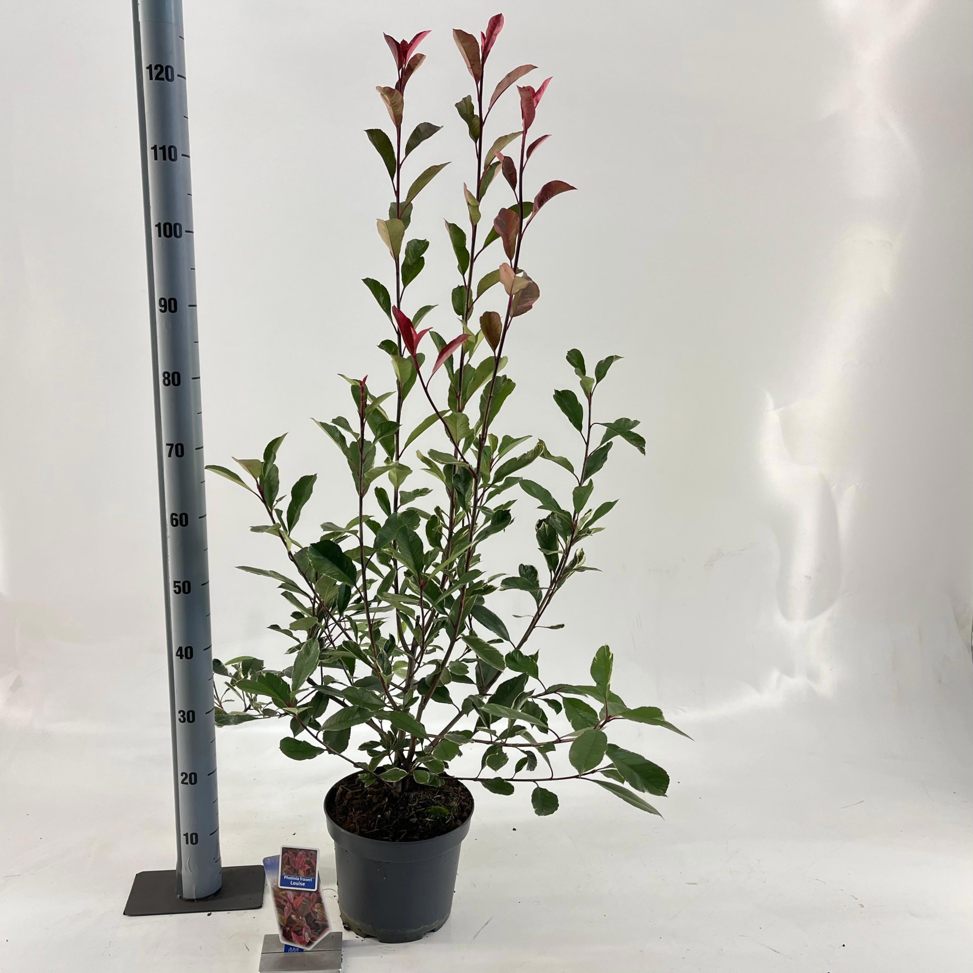 Photinia fraseri Louise ('McLarlou'PBR), D 23 cm