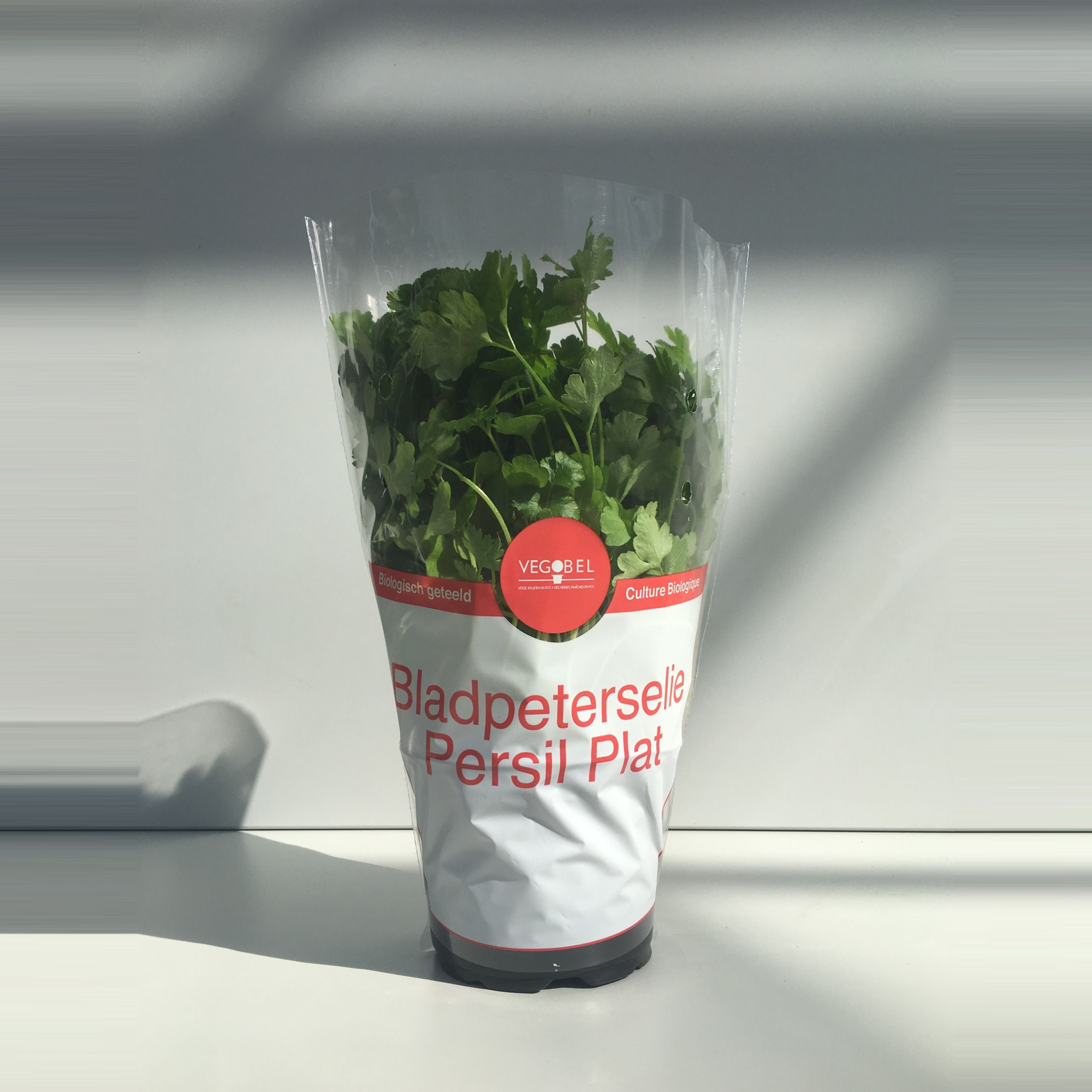 Peterselie Plat P12, D 12 cm