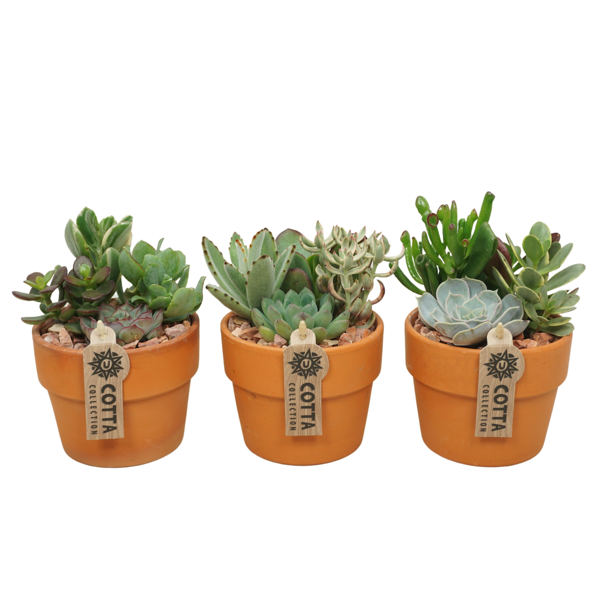 Succulent arrangement in 12 cm Terracotta Kraagpot', D 12