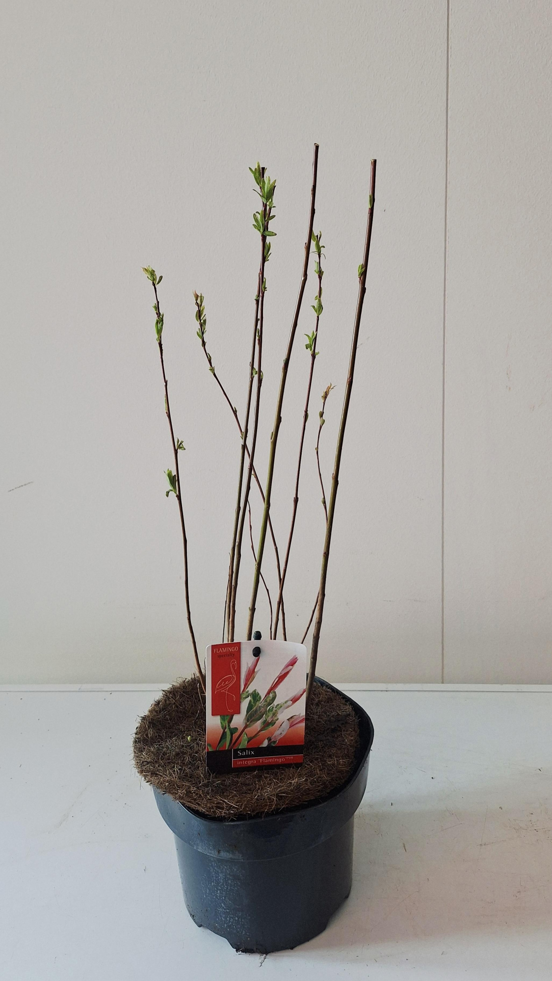 Salix Flamingo bush p17 roze pot, D 17