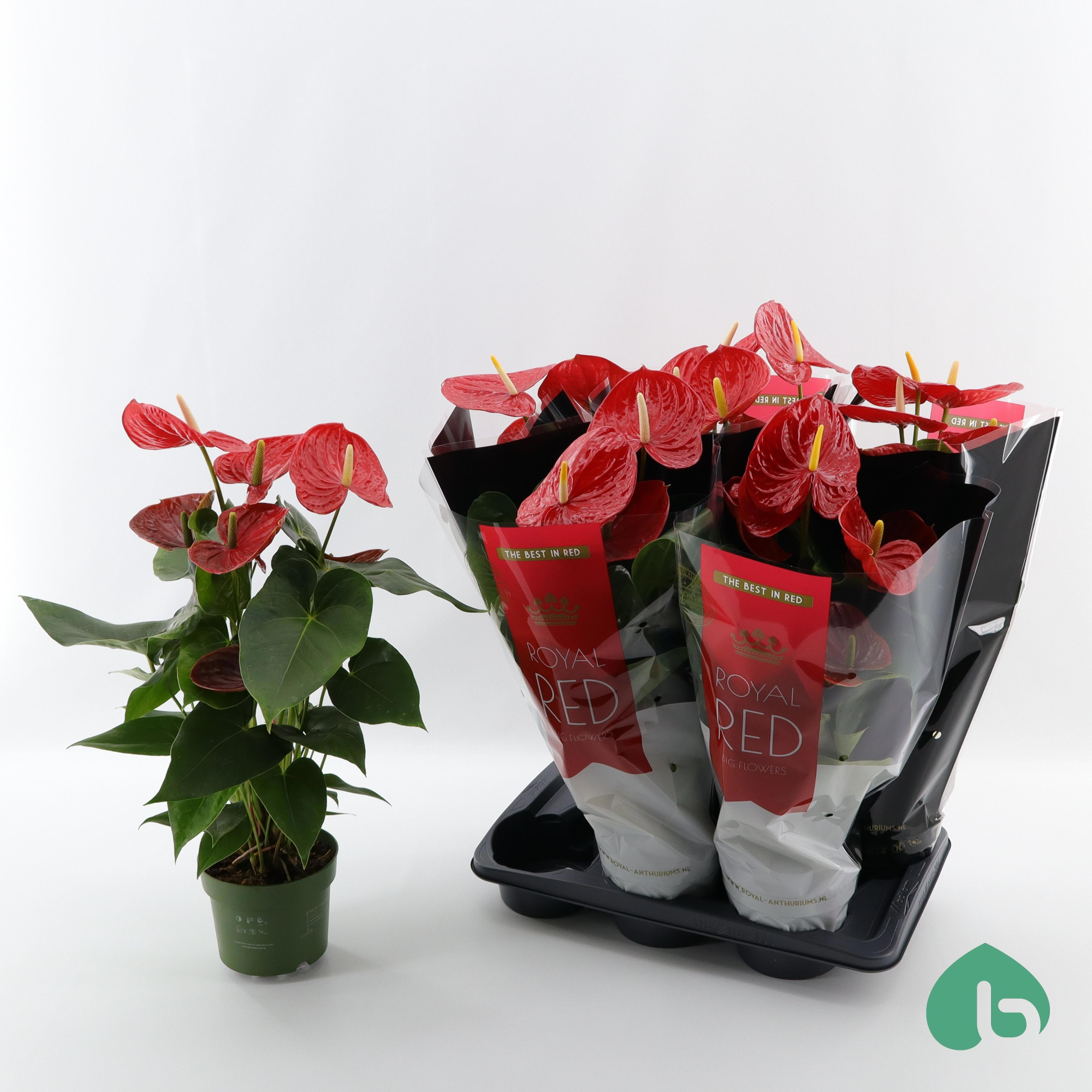 Anthurium Royal Red ''Big Flowers'' Oklahoma, D 17 cm