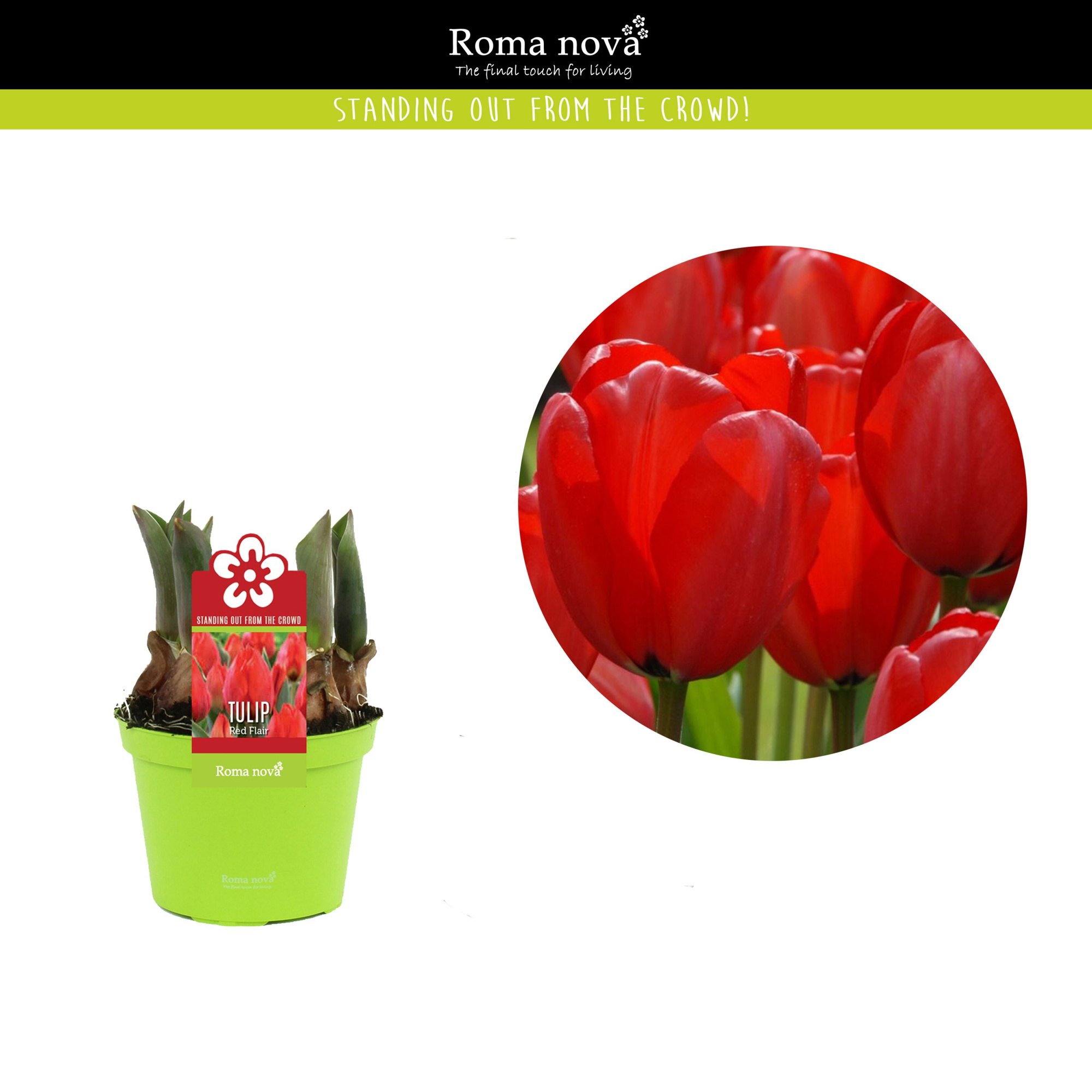 Tulp Red Flair 12cm, D 12