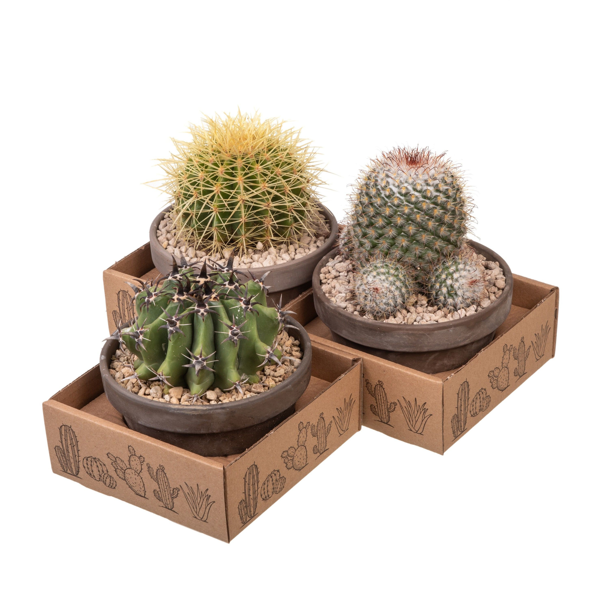 MIX CACTUS IN TERRACOTTA BOWL Ø 15 - CARDBOARD BOX 15X15 CM (CACTUS), D 15 cm