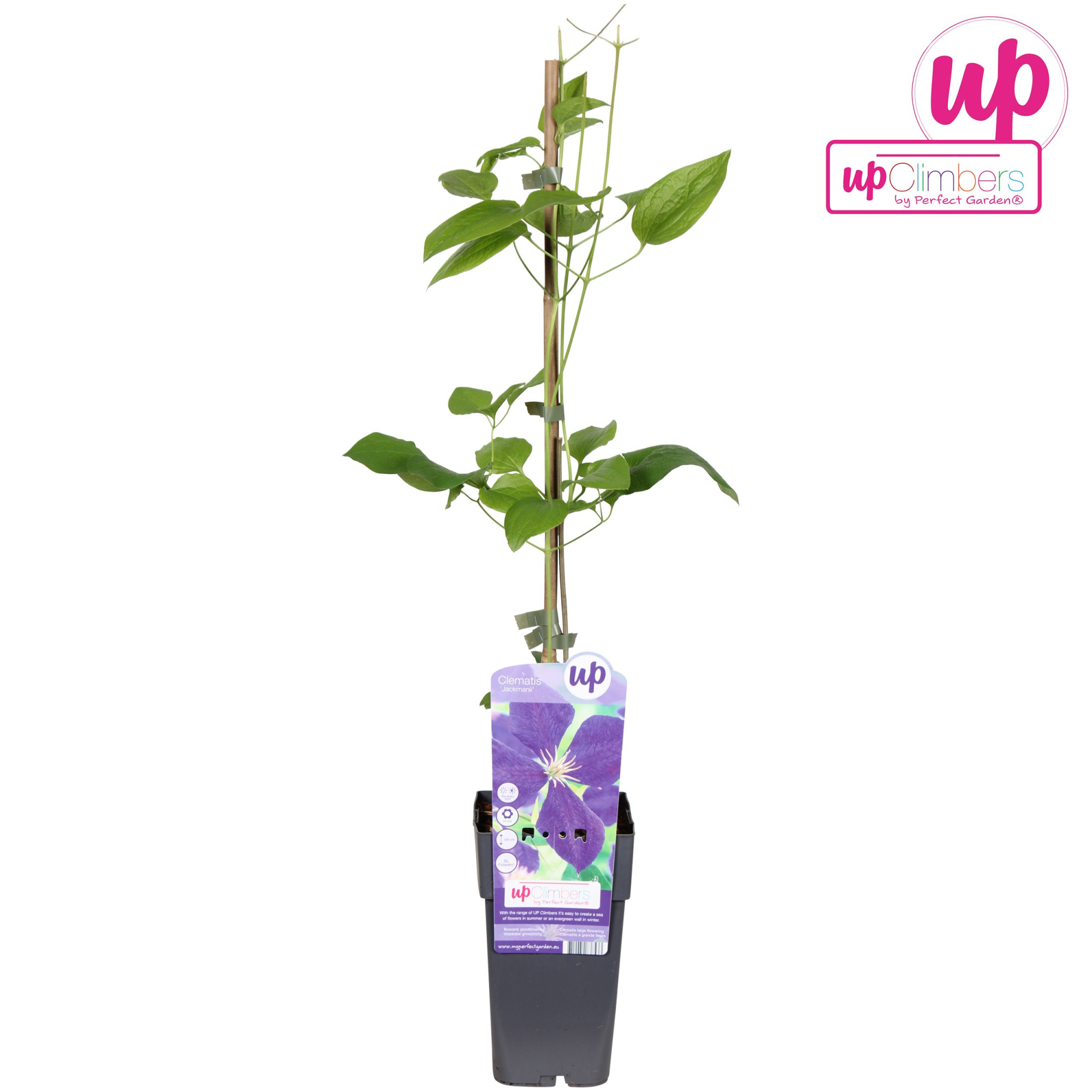 Clematis Jackmanii P15, D 15 cm