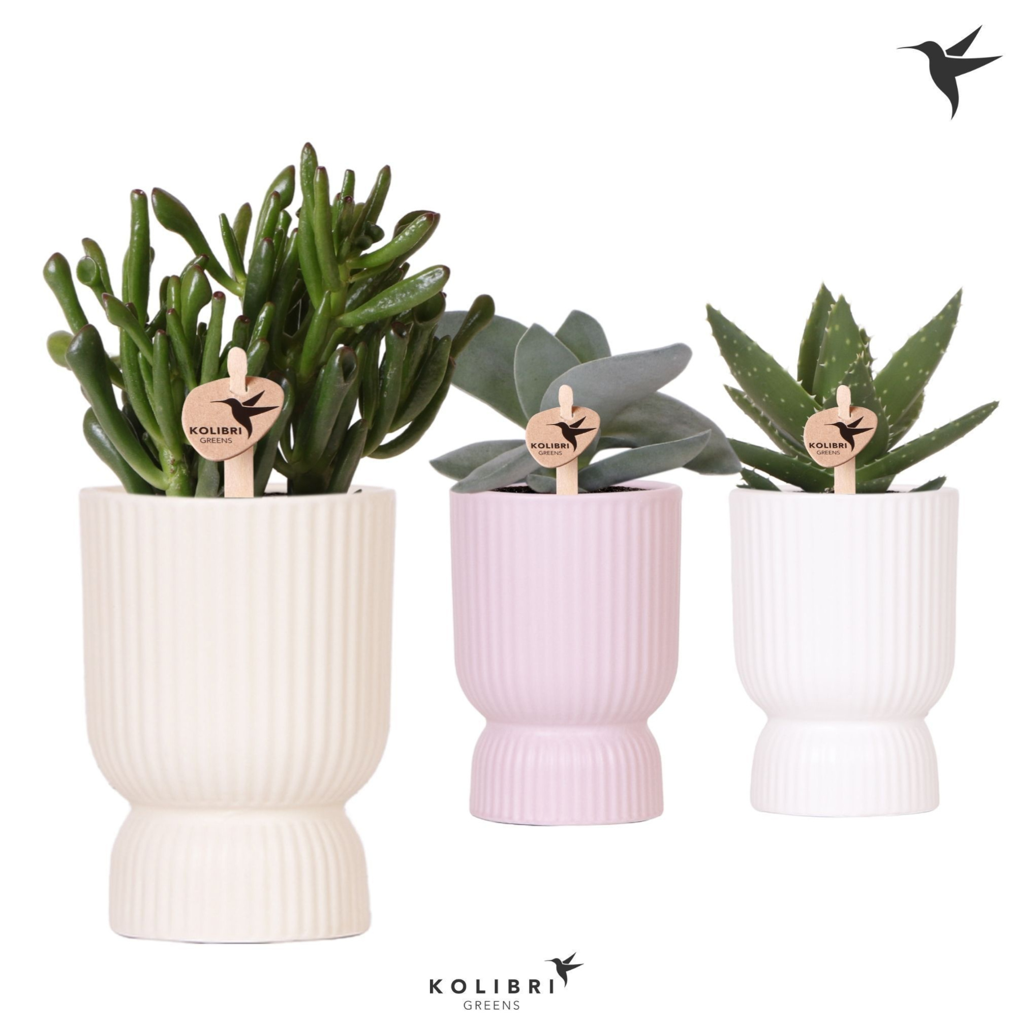 Kolibri Greens Succulenten mix in Diabolo pot mix, D 9 cm