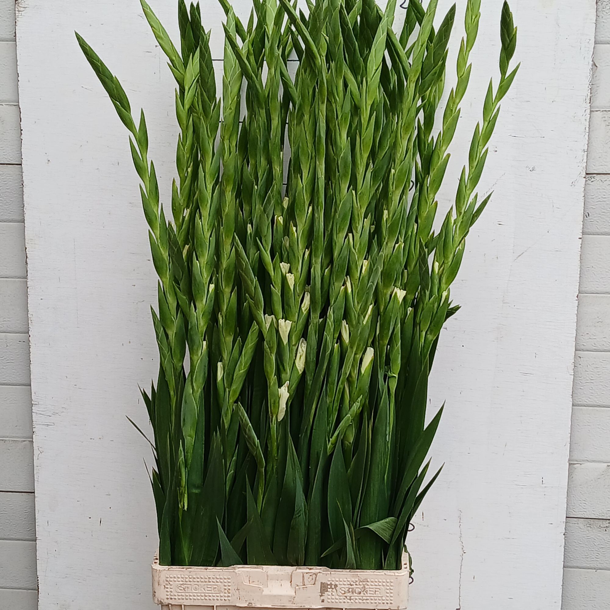 Гладиолус Серена 120, шт.