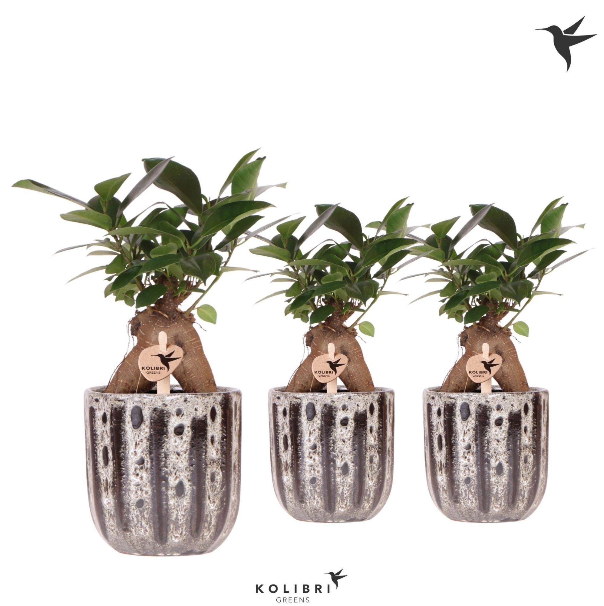 Kolibri Greens Ficus Ginseng Retusa in Soul pot, D 9 cm