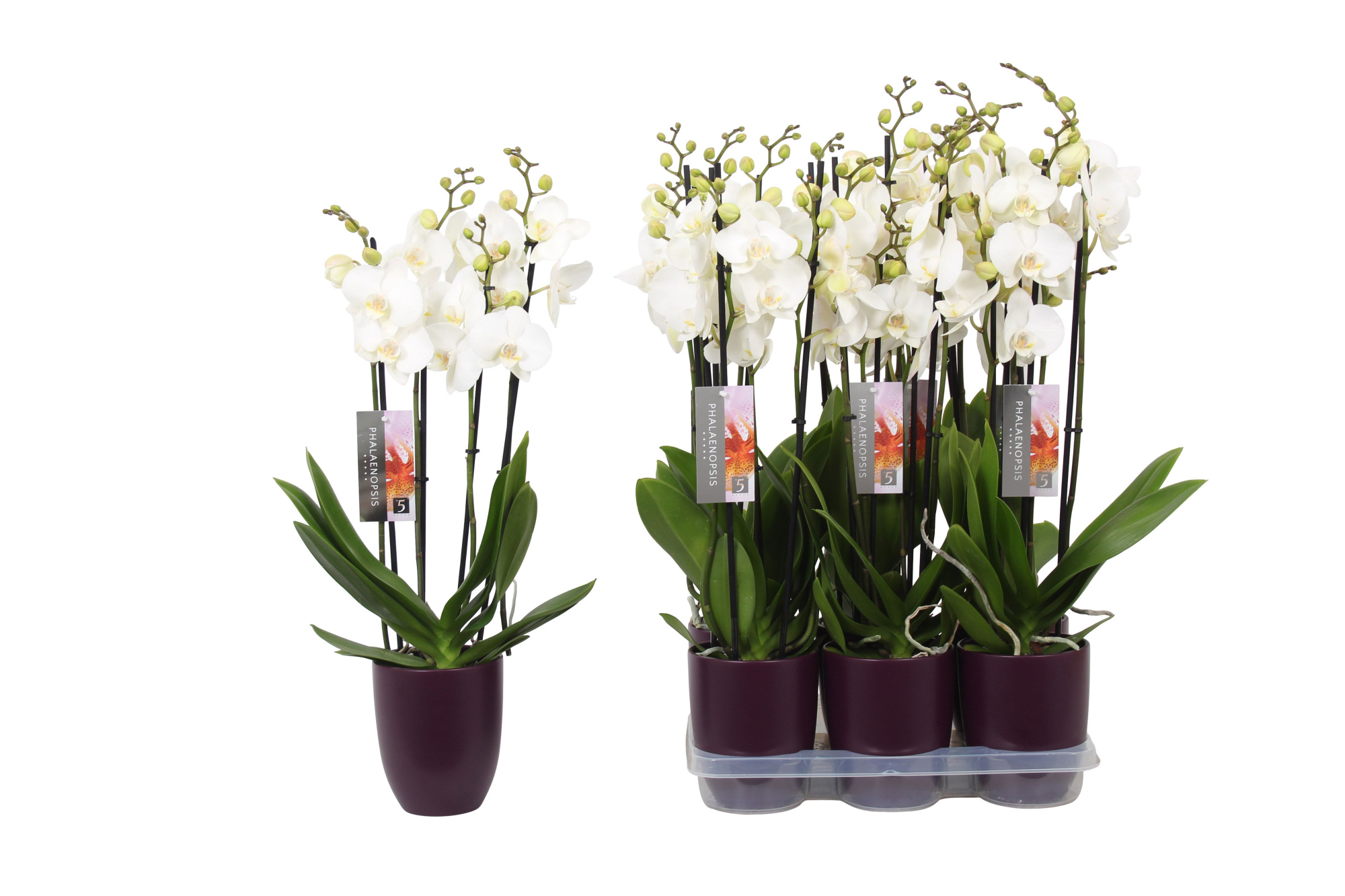 Phalaenopsis White, 4-spike Purple Ceramics, D 12