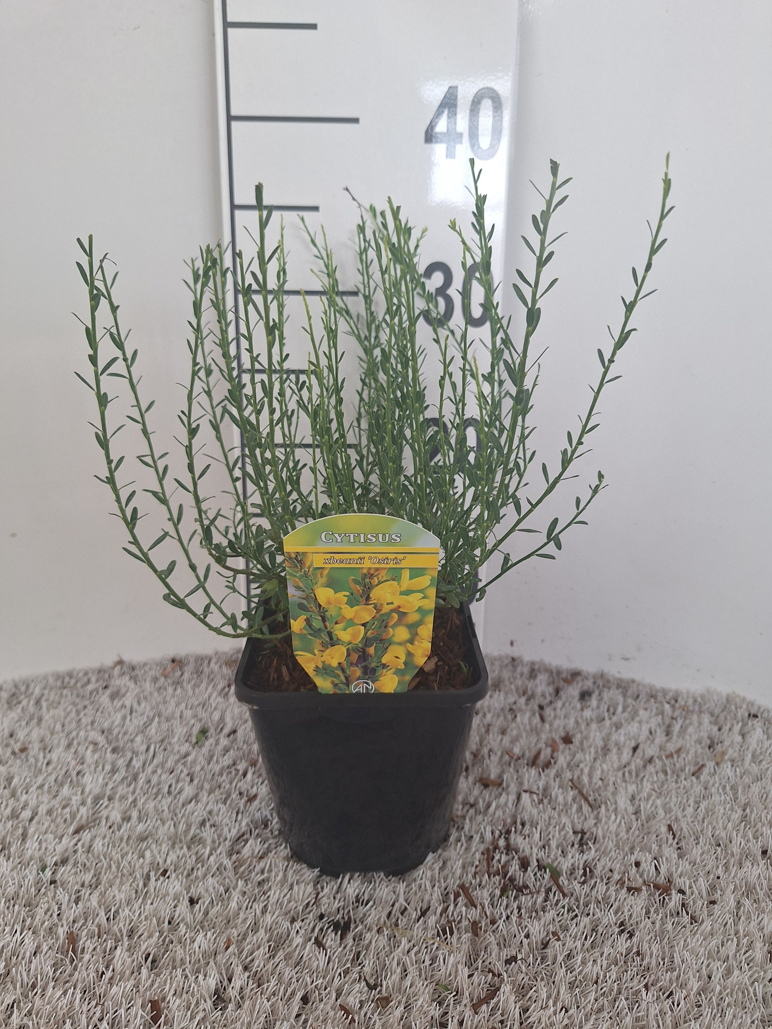 Cytisus beanii 'Osiris', D 14