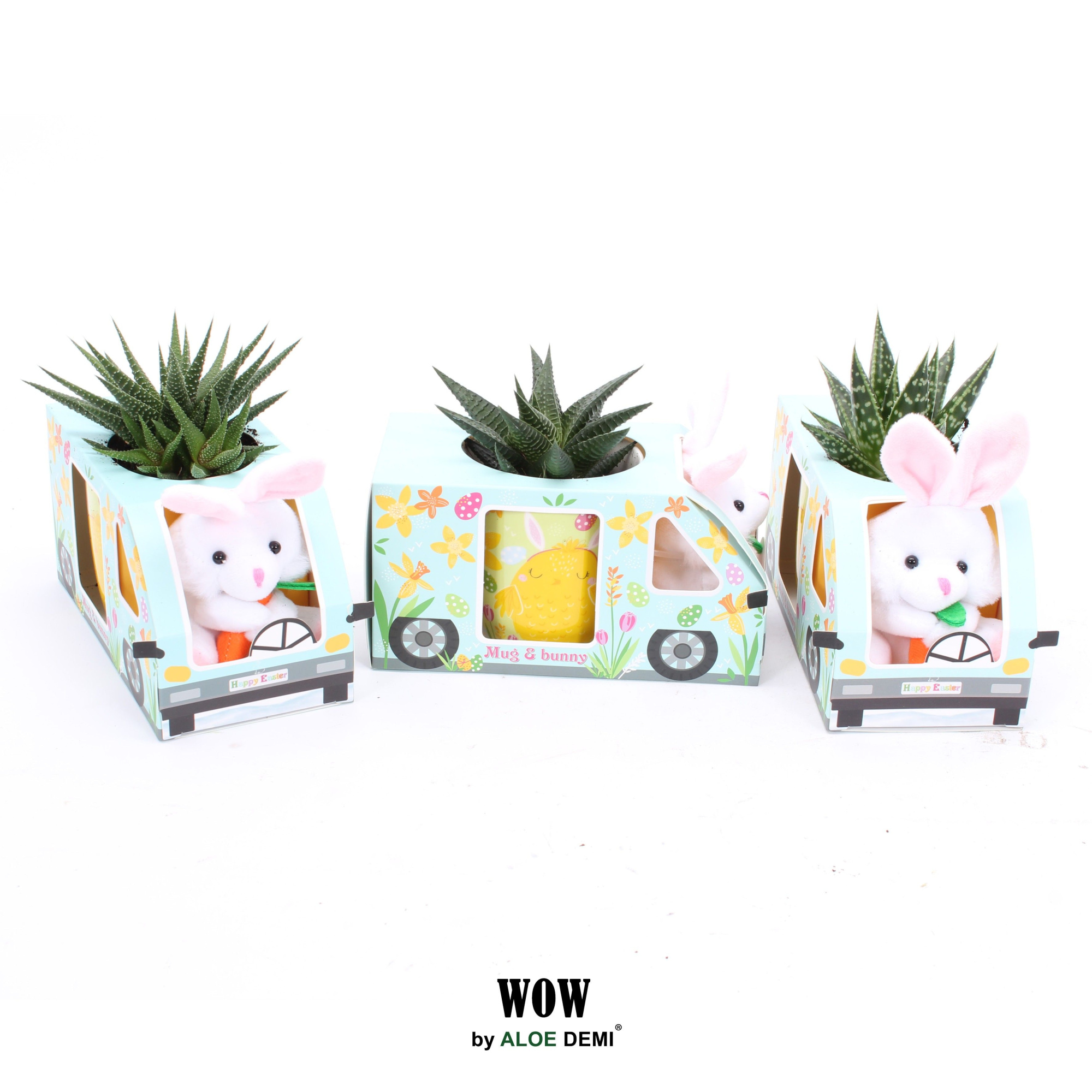 WOW Haworthia Gasteria, Mug and bunny, D 20 cm