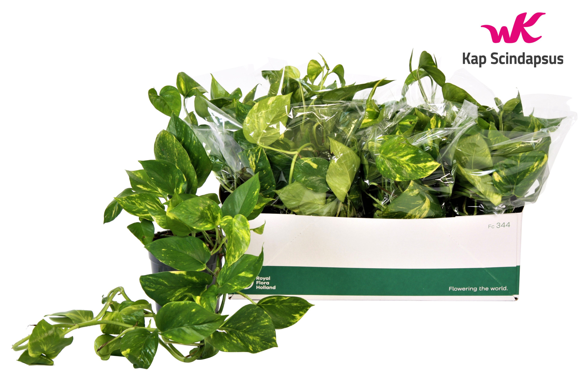 Scindapsus (Epipremnum) Aureum GEEN HANGPOT 15cm, D 15 cm