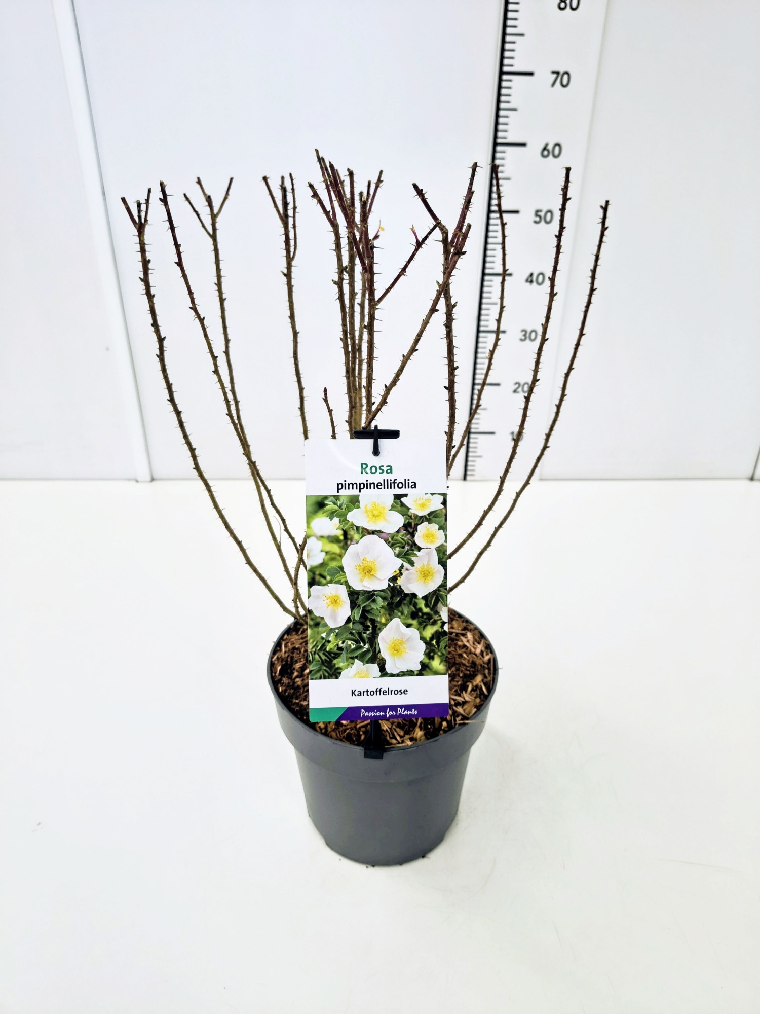 Rosa pimpinellifolia C5, D 23