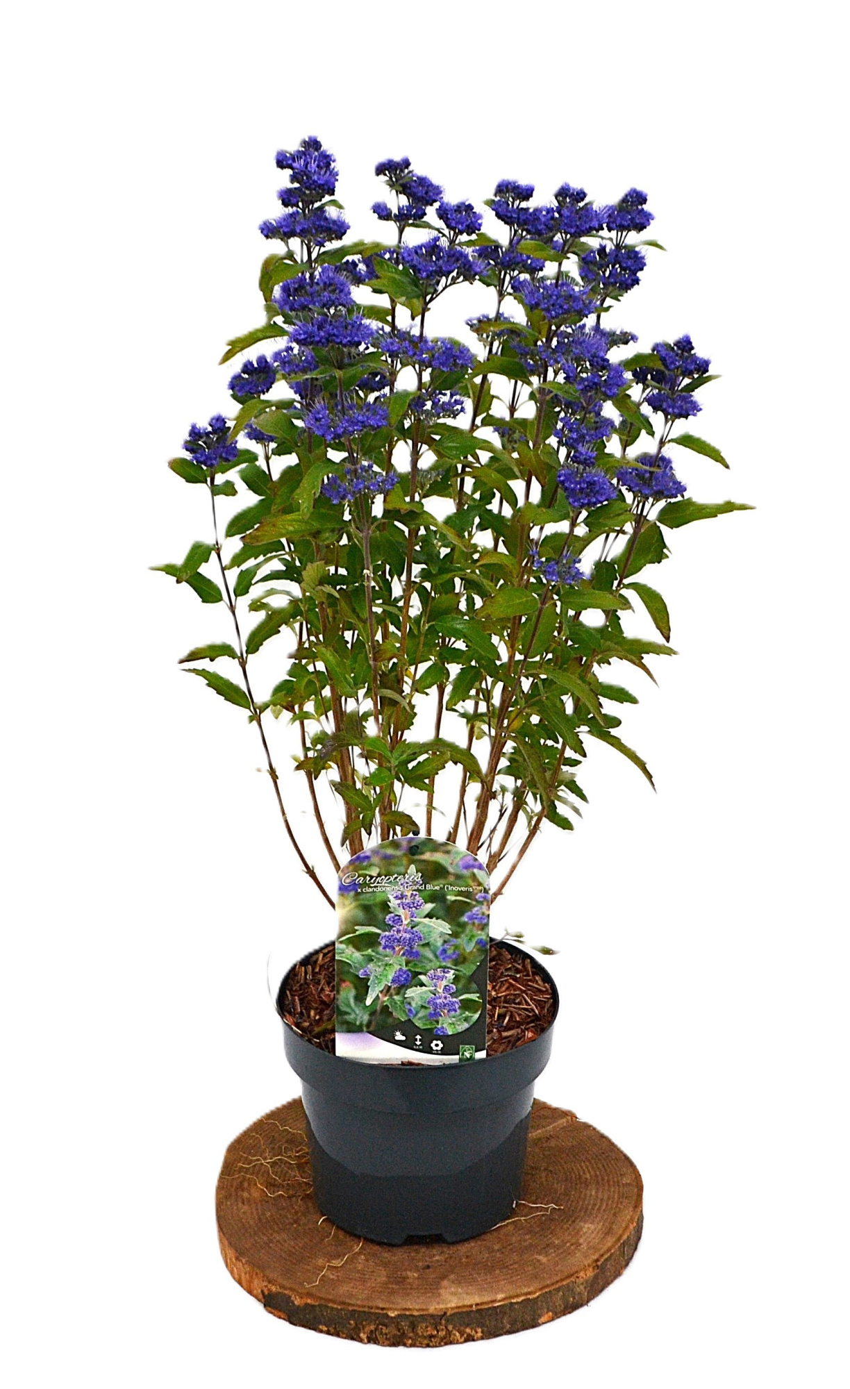 Caryopteris cland. Grand Blue C3, D 19