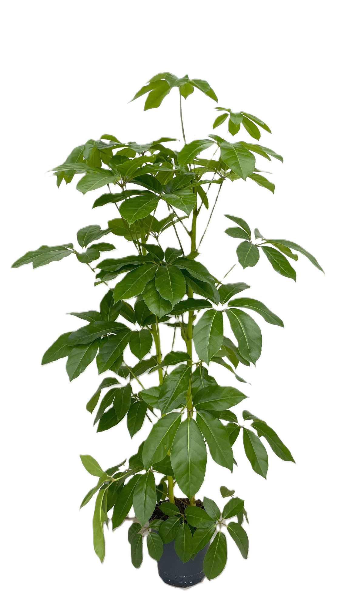 Schefflera actinophylla 'amate' 2pp 180+cm, D 30 cm
