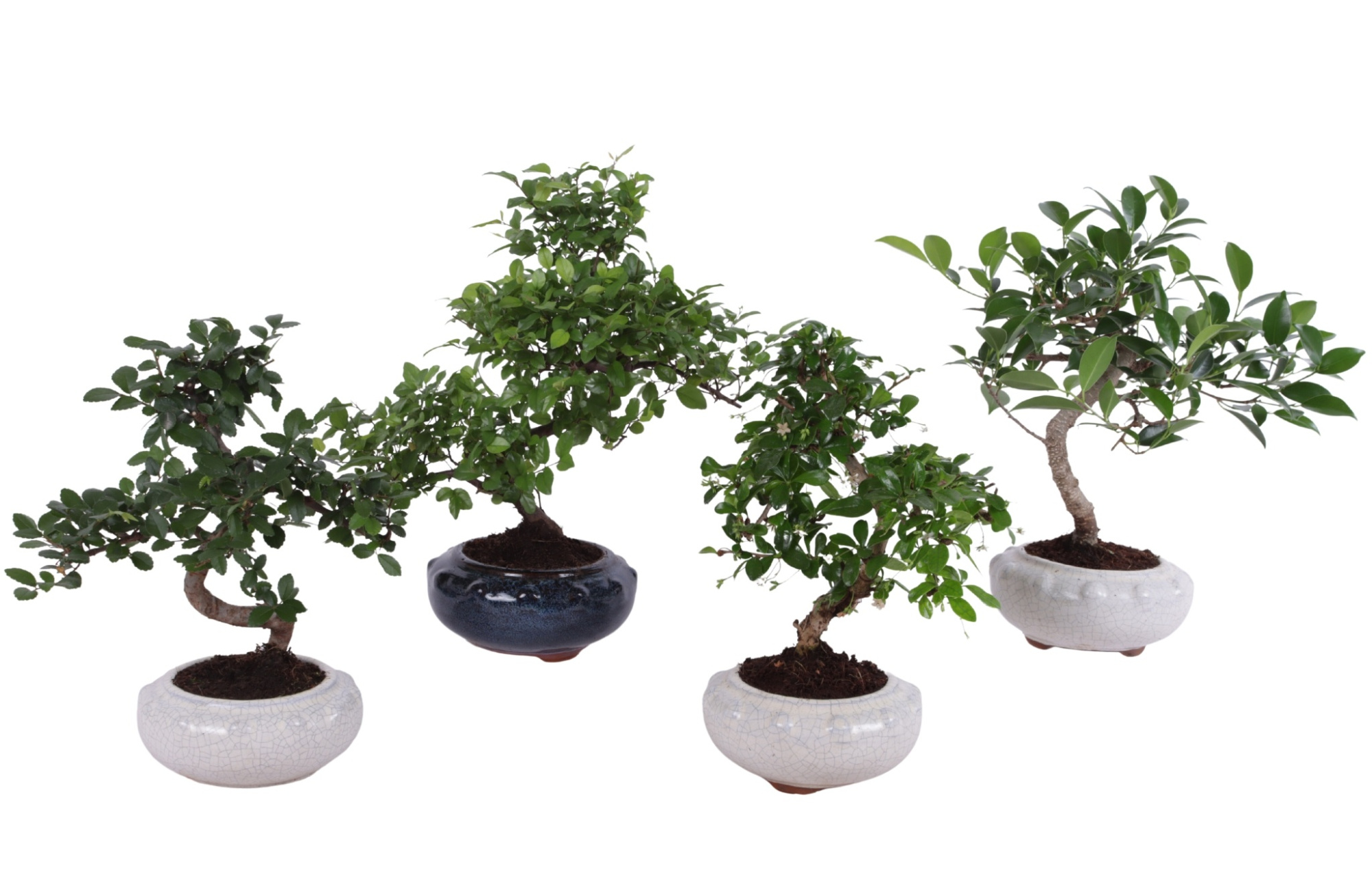 Bonsai Mixed in ø17cm Round Ceramic S-Shape, D 17 cm