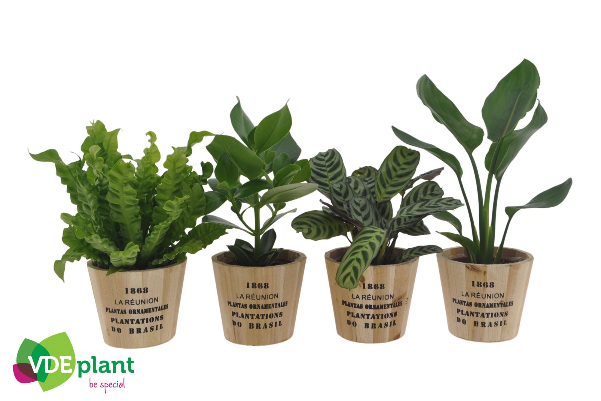 Intenz mix 12cm in Nairobi pot, D 12 cm