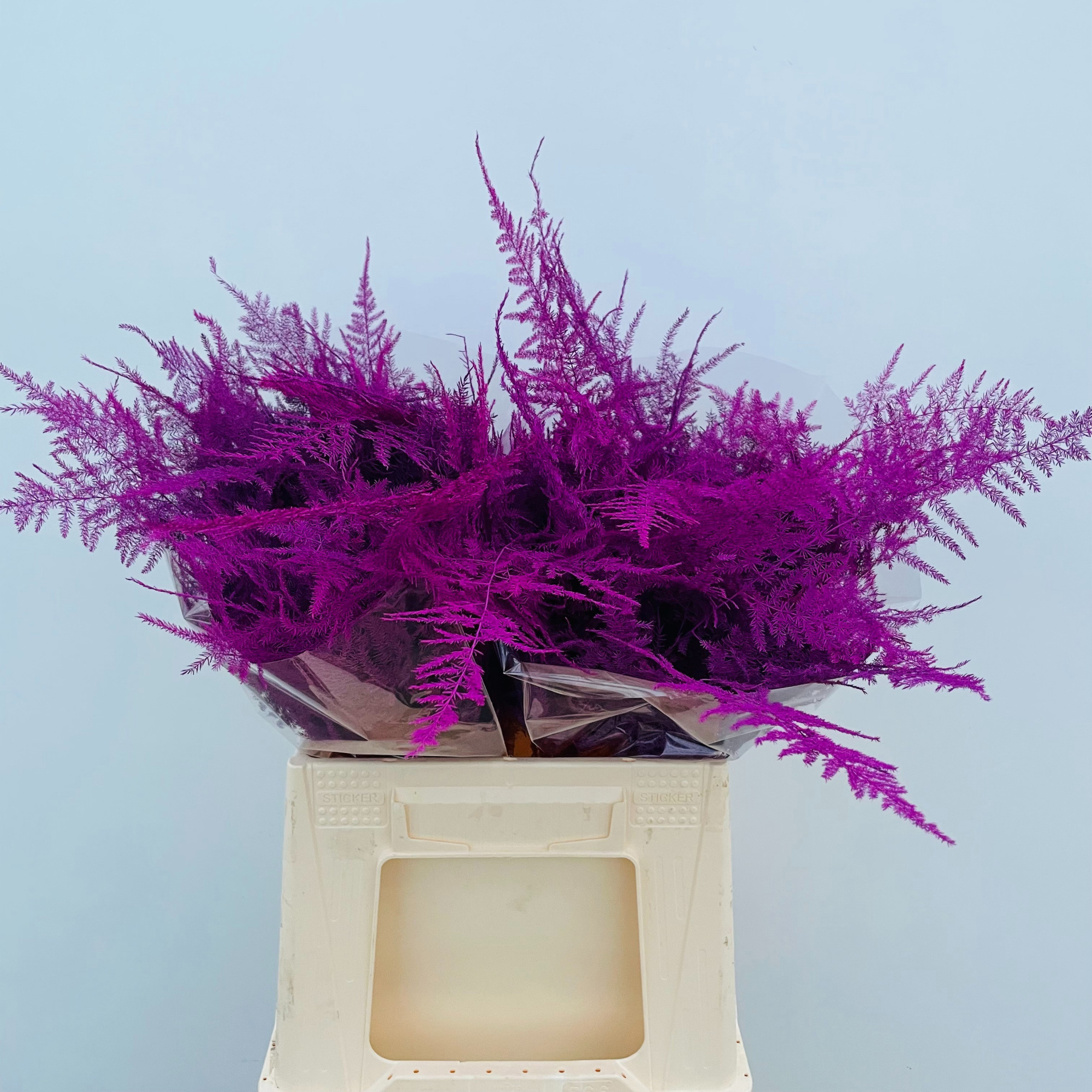 Аспарагус Овериг Крашеный (краш. ) 45, шт.