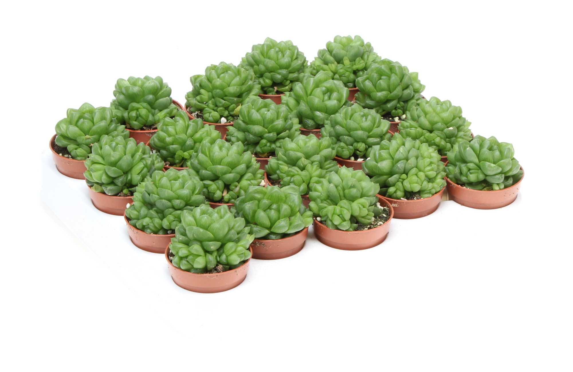 Haworthia obtusa, D 5,5