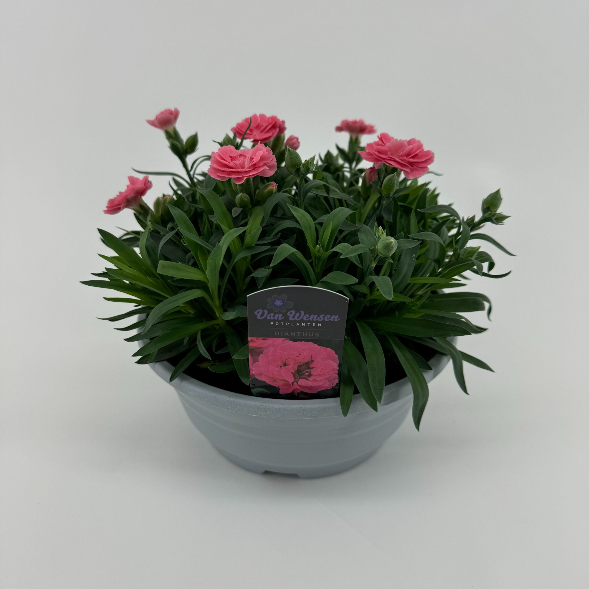 Dianthus 'Oscar' Pink, D 21 cm