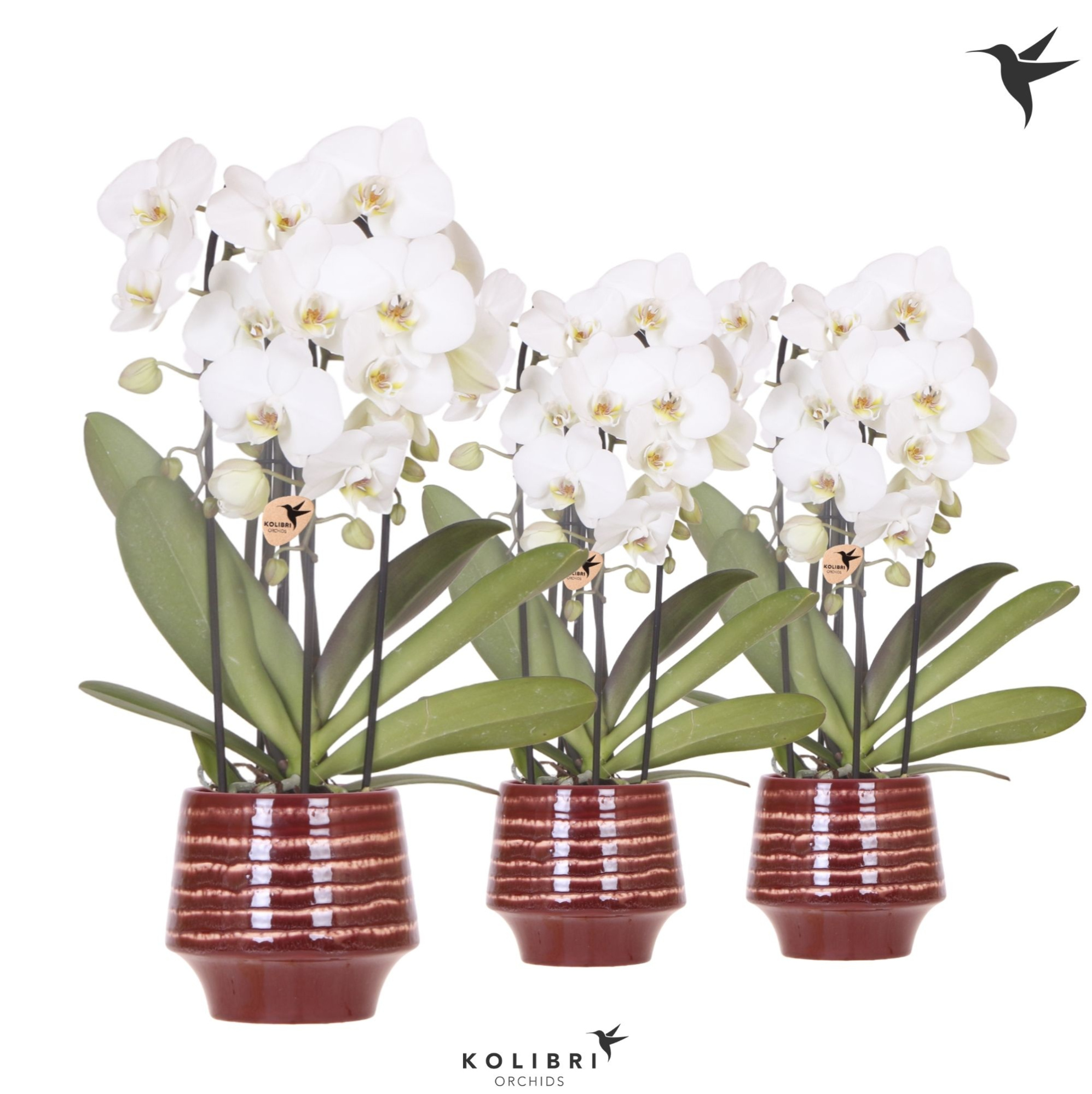 Kolibri Orchids Cascade Niagara Fall white 3 spike in Moonstone pot red, D 12