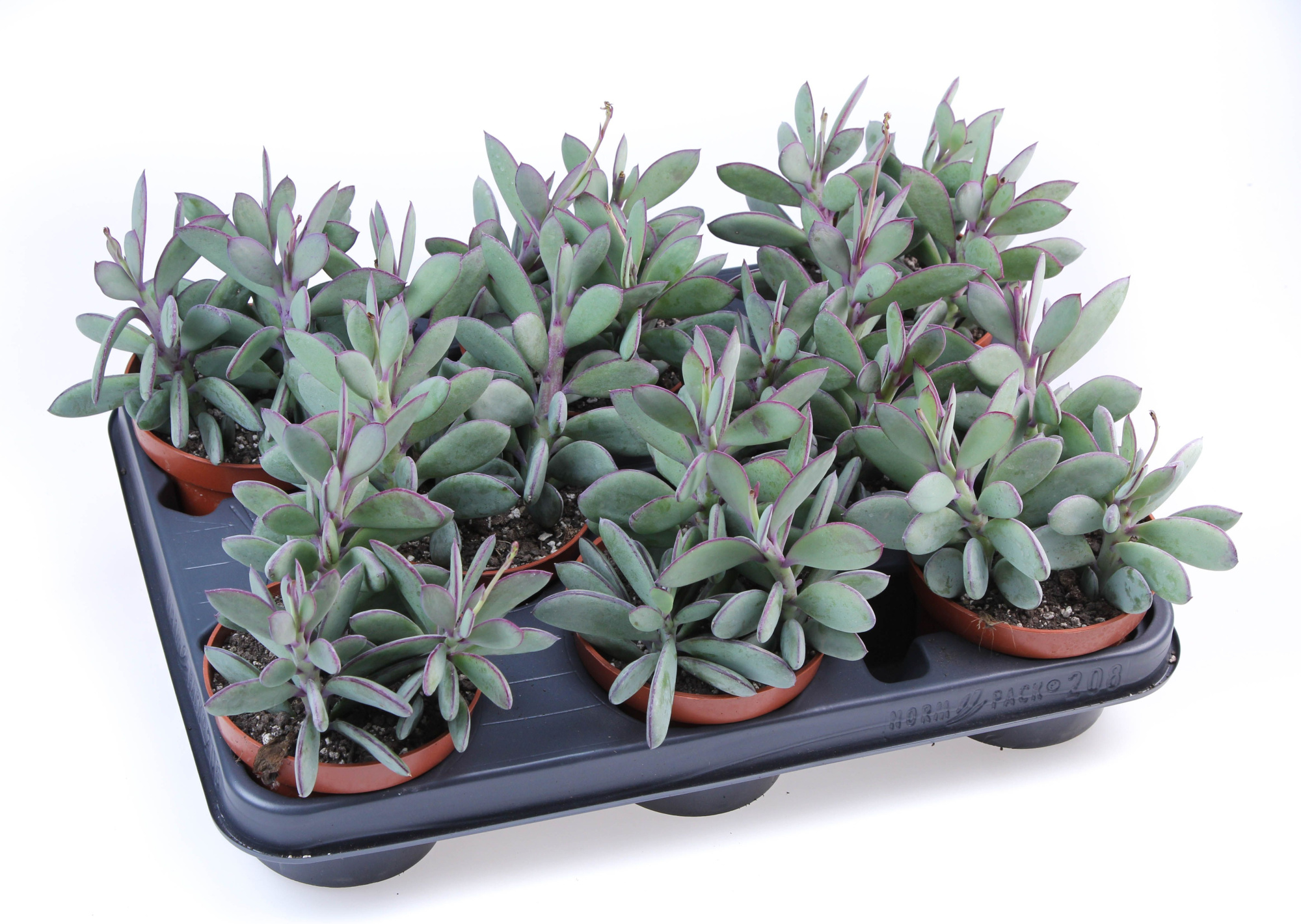 Senecio Crasissimus, D 10,5