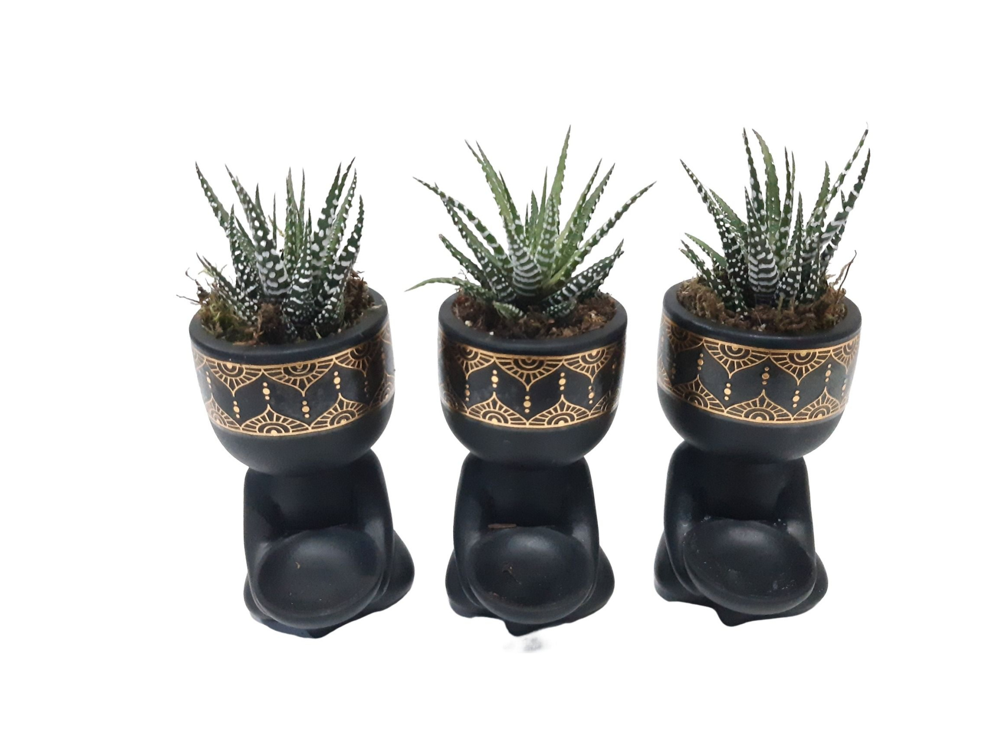 BZ10HBB Buddha Zwart Haworthia Big Band kerst, D 10 cm