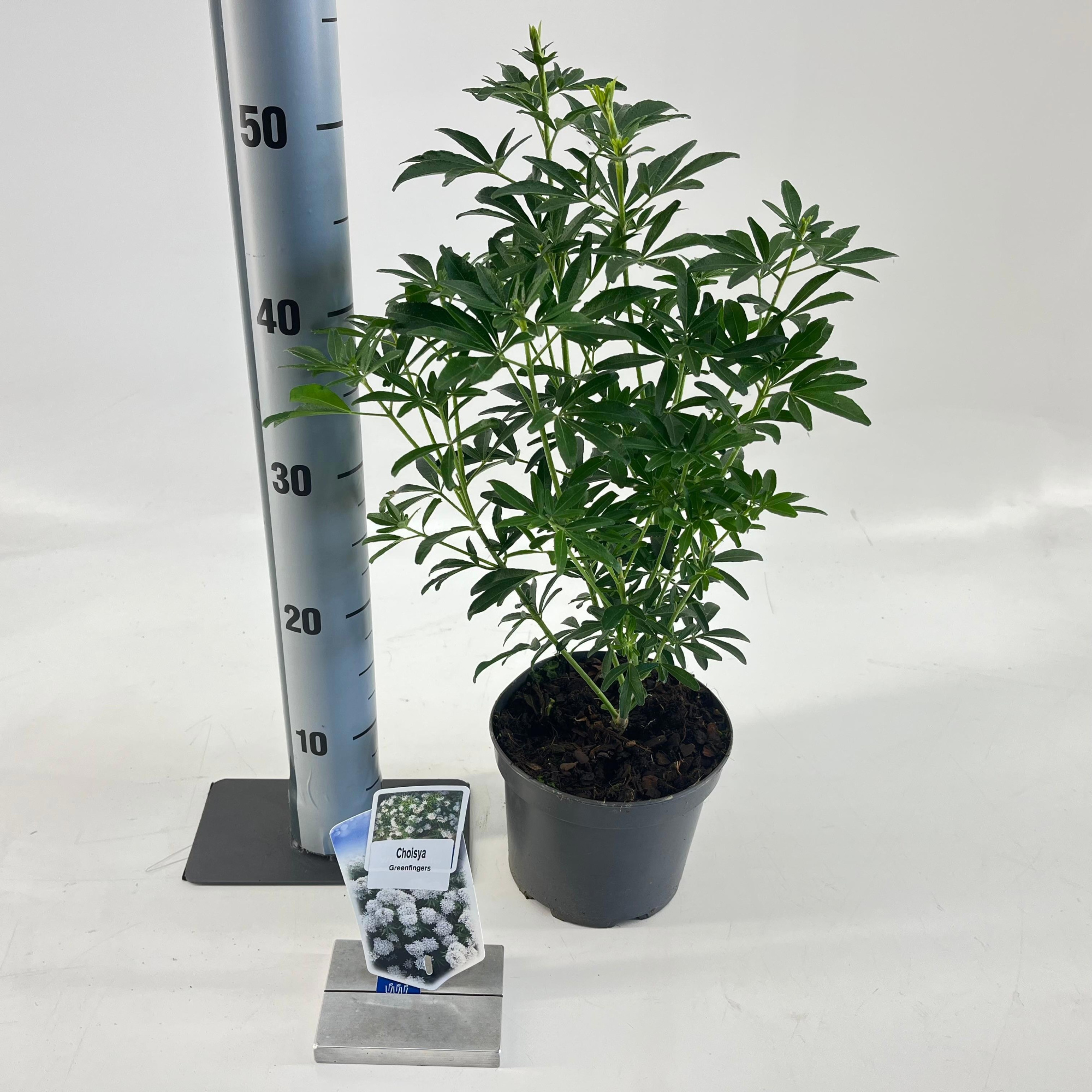 Choisya Greenfingers ('LISSFING'PBR), D 17 cm