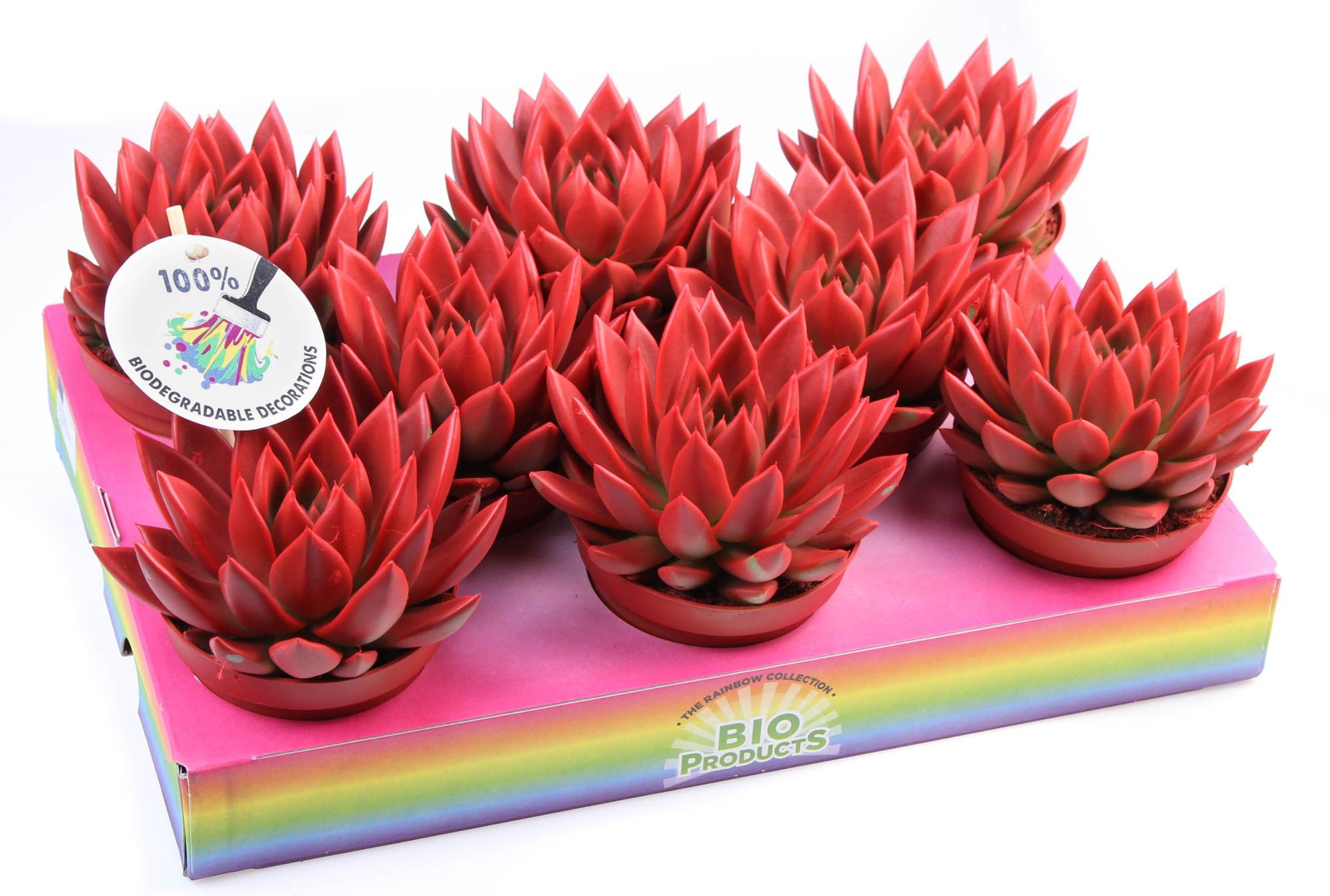 Bio miranda rainbow red, D 10,5