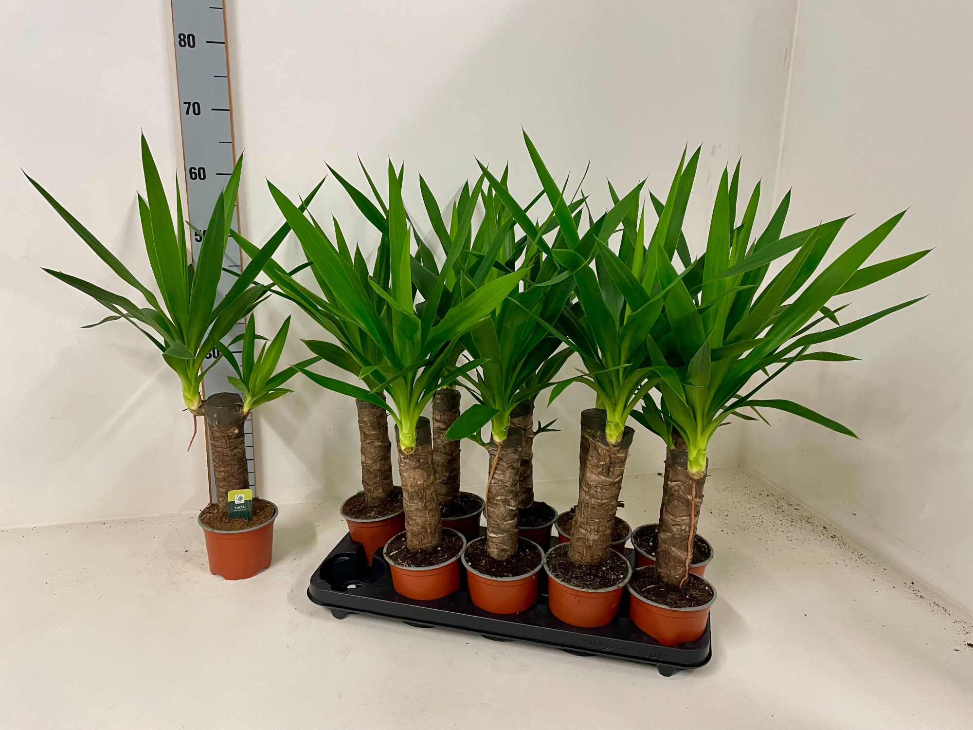 Yucca 1 stam 25cm 1 kop P12cm, D 12