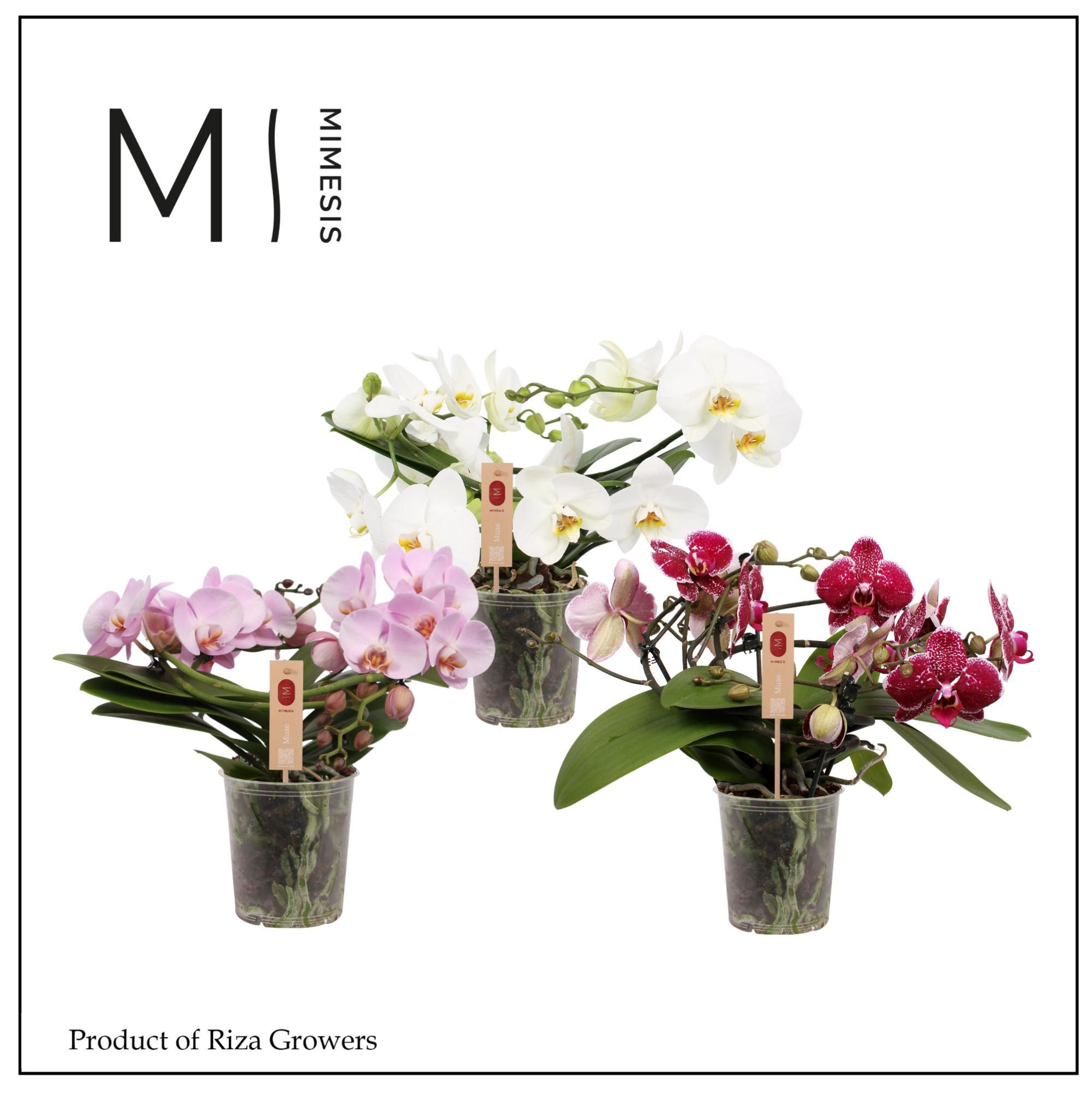 Phalaenopsis Muse Mix 25+ - 12cm | Mimesis, D 12 cm