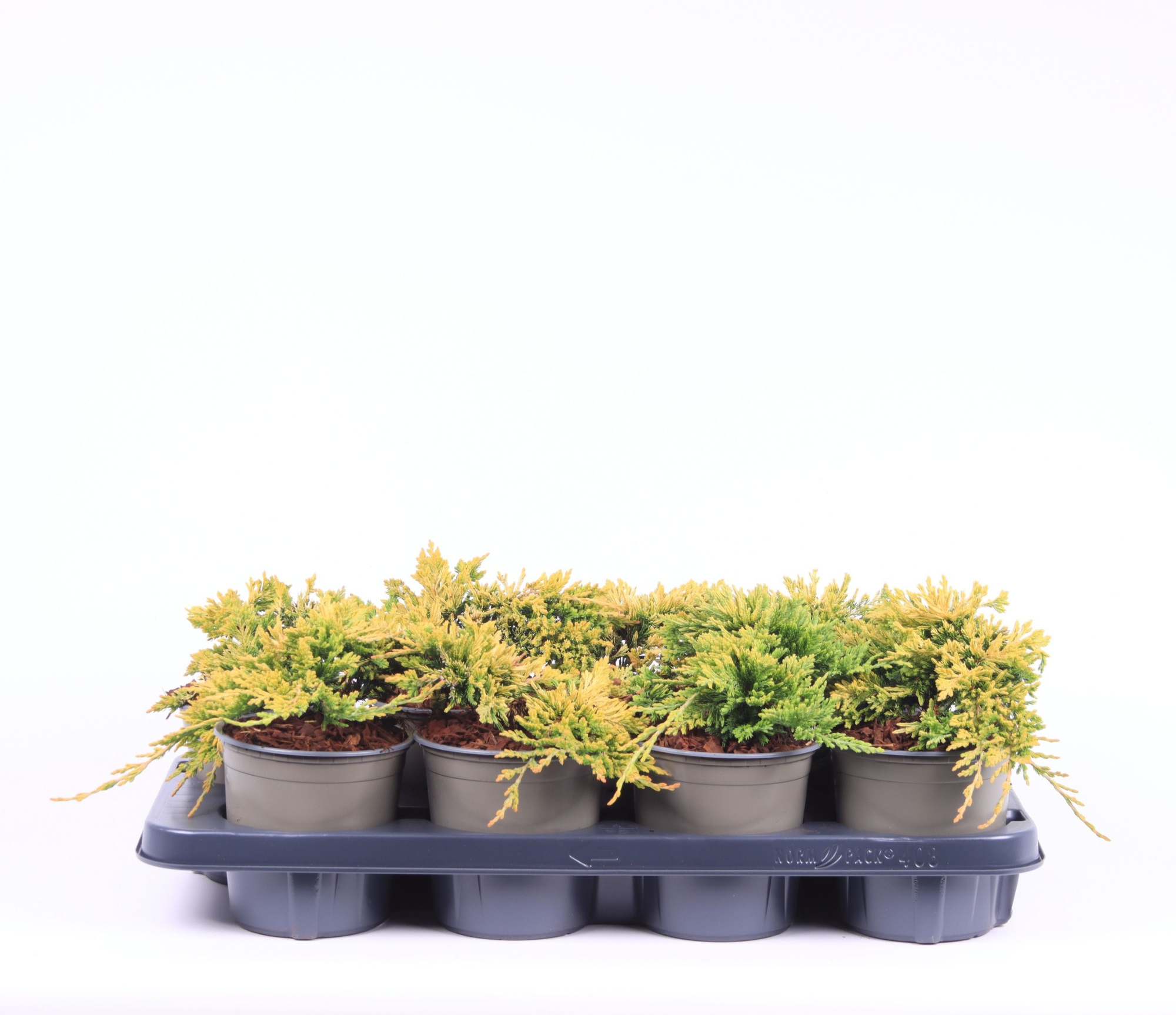 Juniperus horiz. 'Golden Carpet', D 13 cm